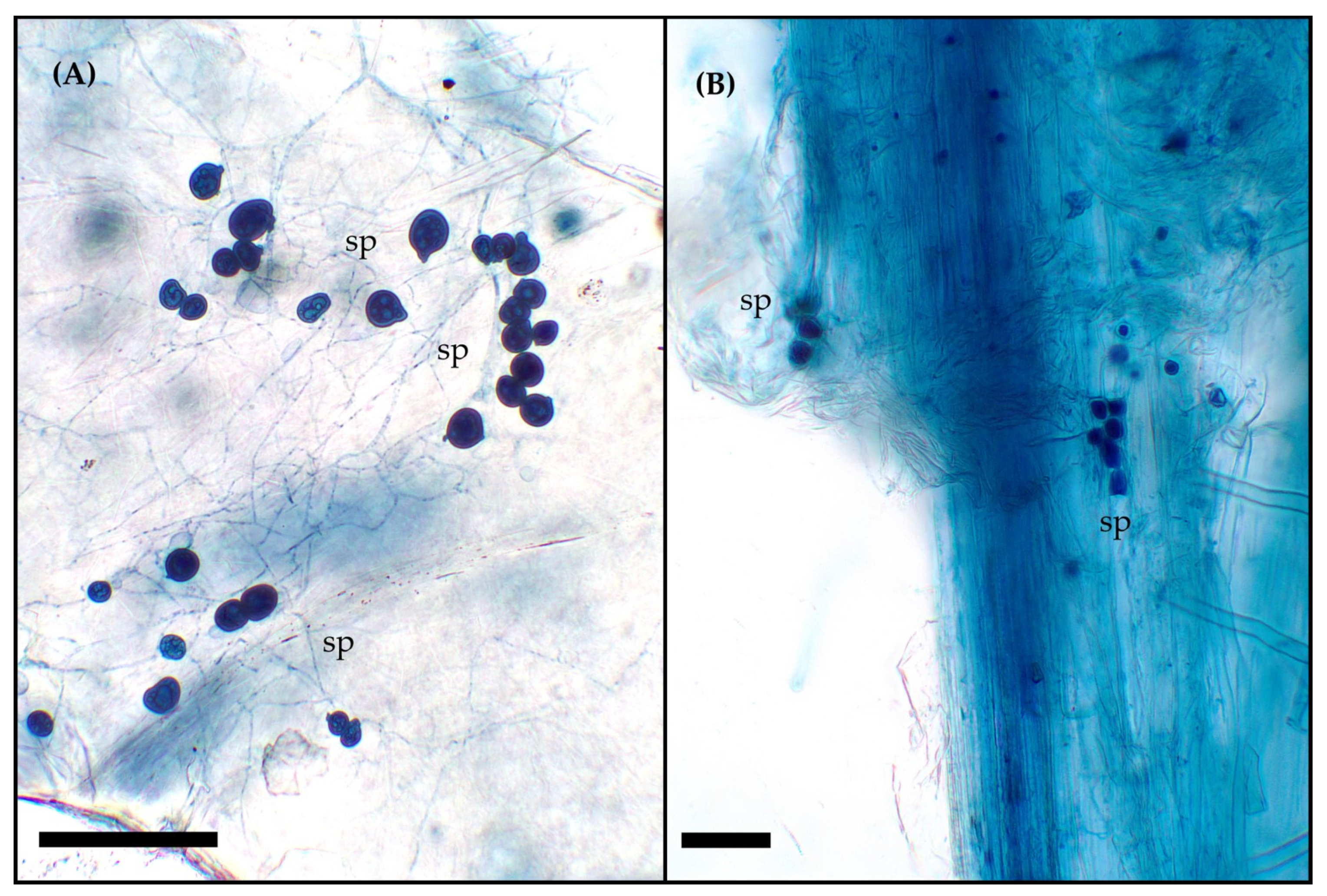 Plants 13 01168 g002