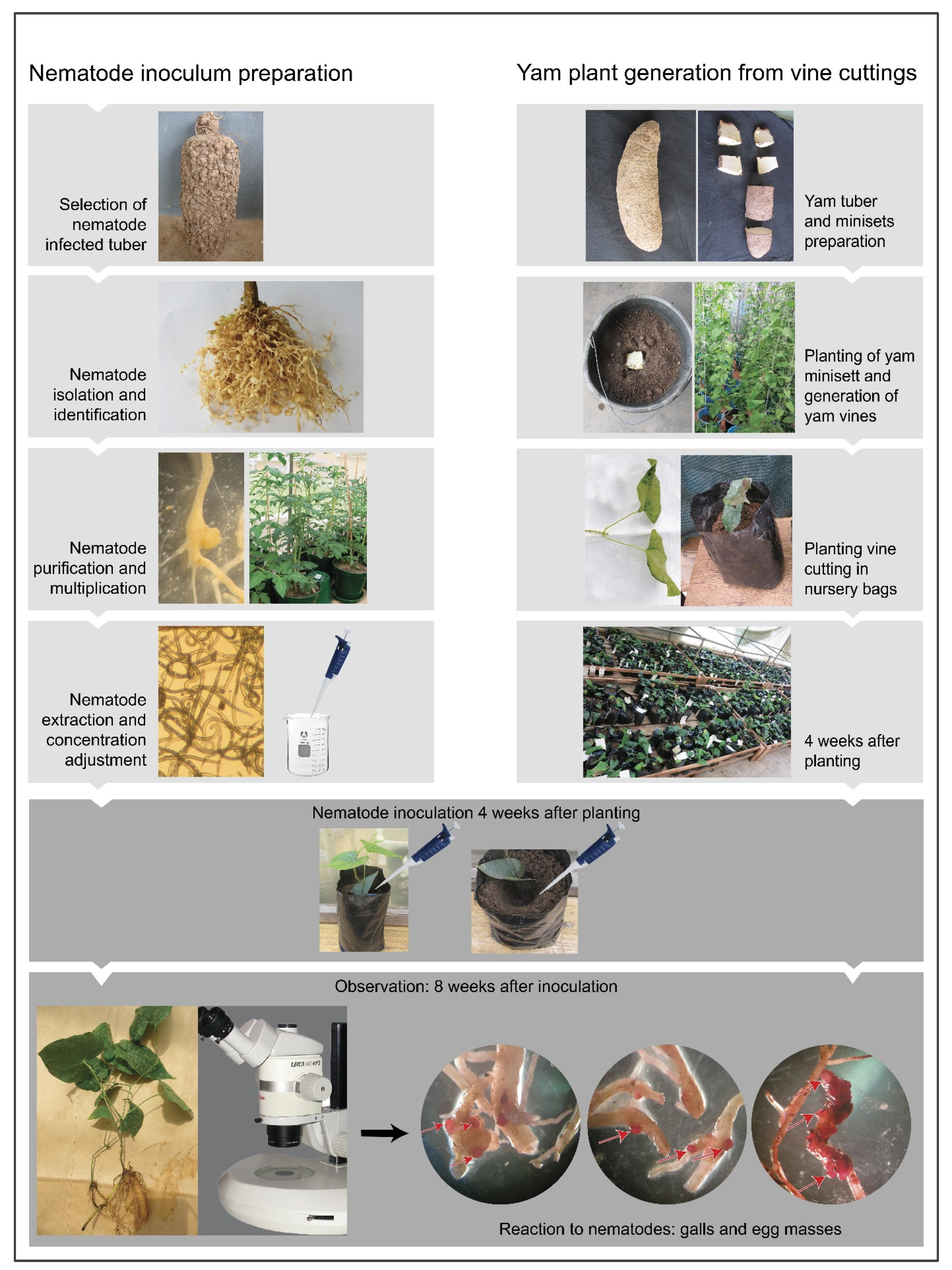 Plants 13 01175 g003