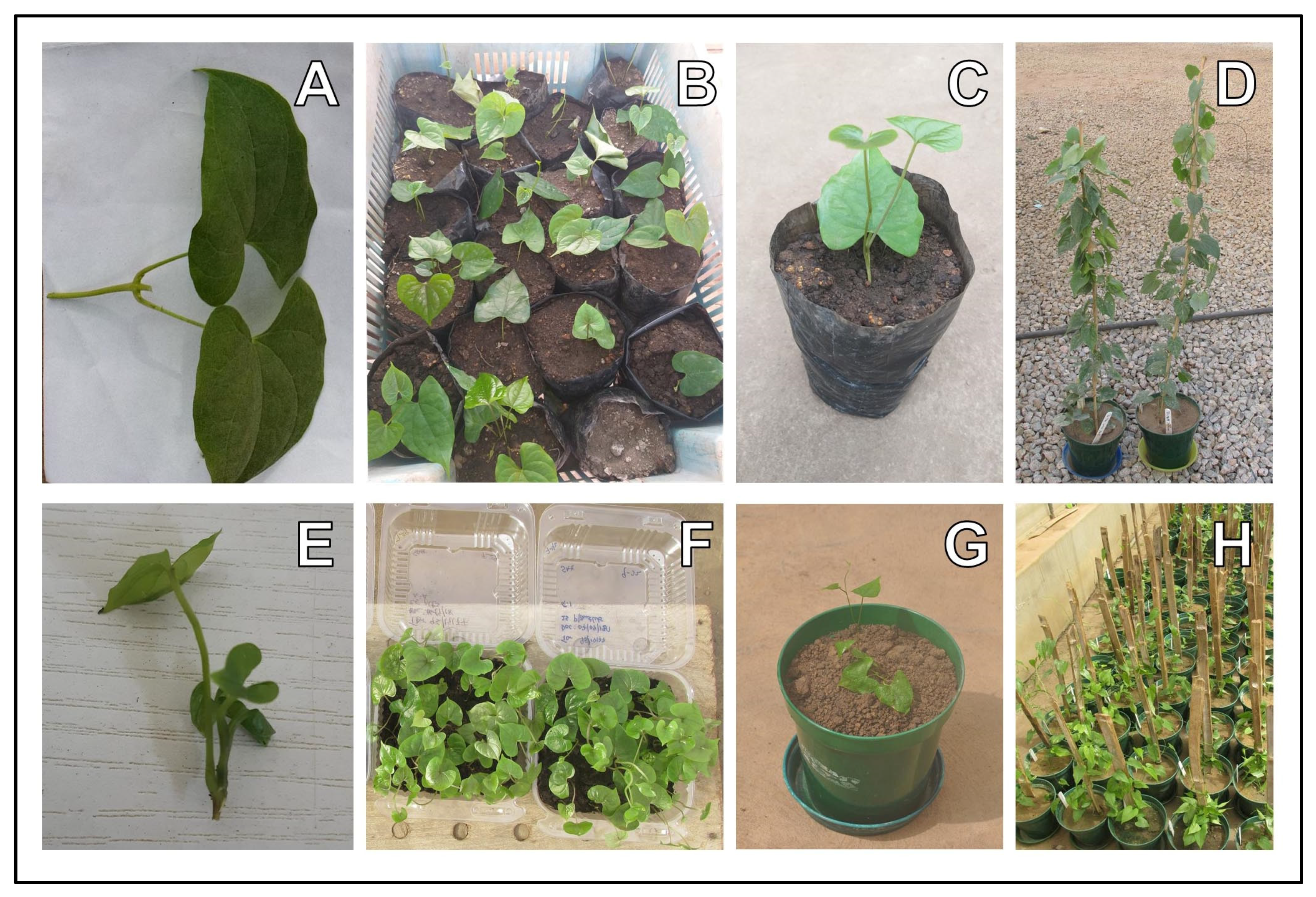 Plants 13 01175 g004