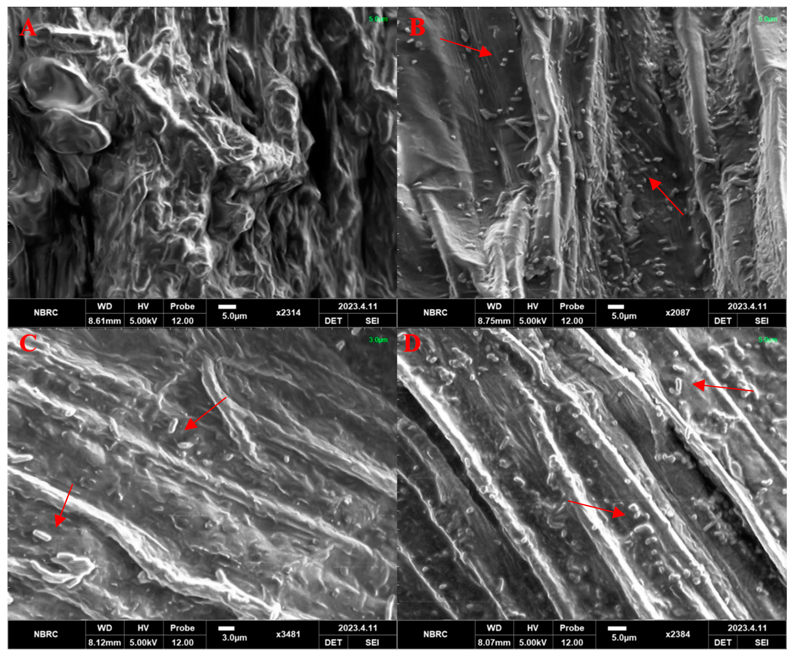 Plants 13 01183 g013