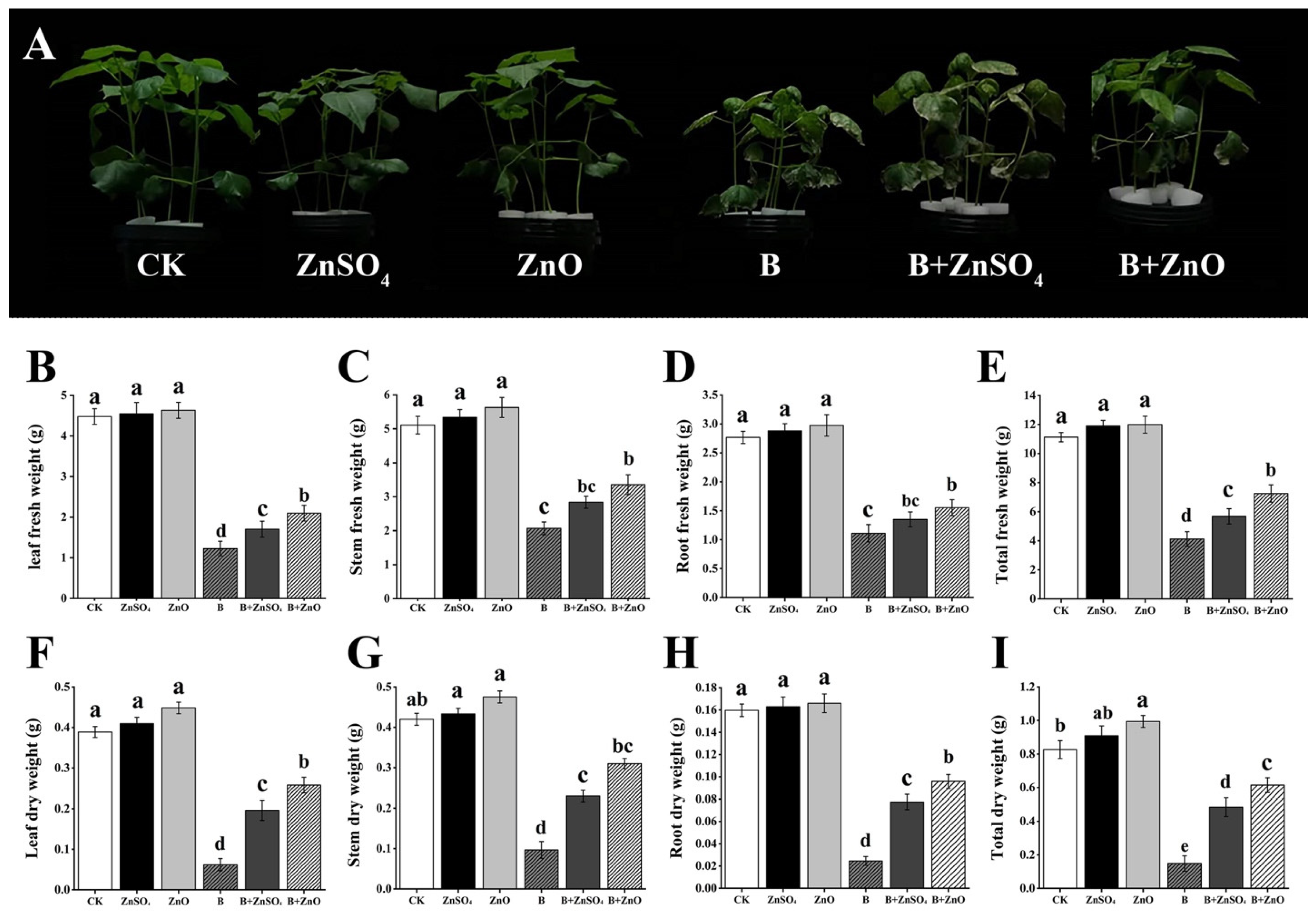 Plants 13 01184 g001