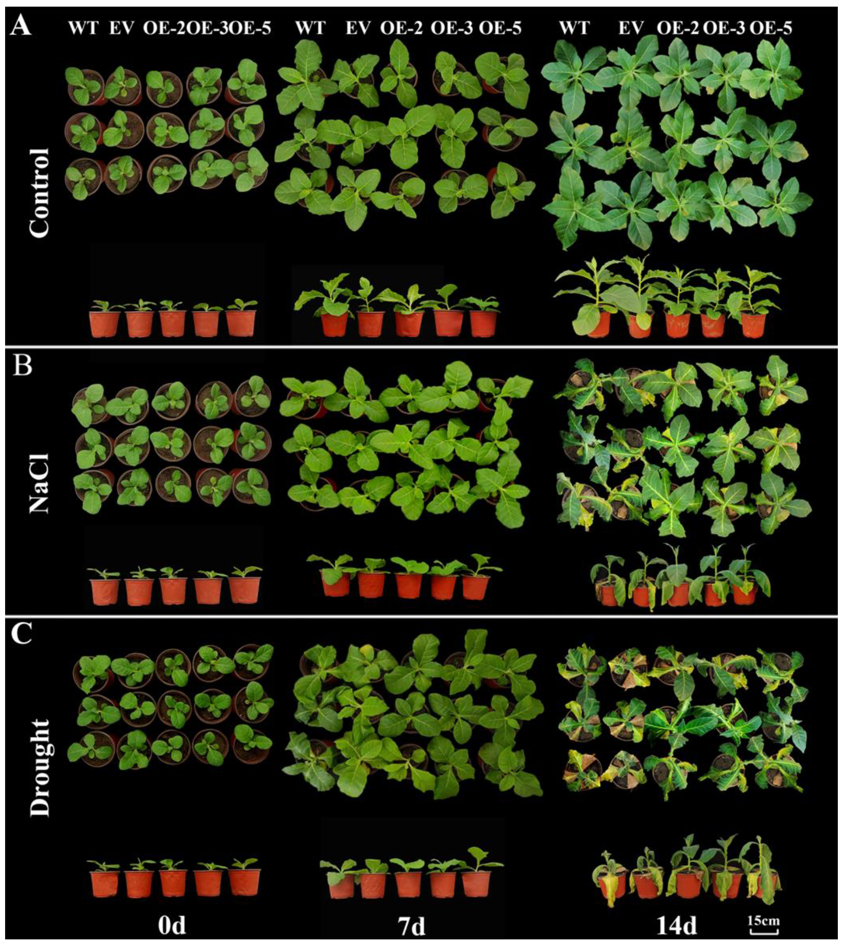 Plants 13 01191 g006