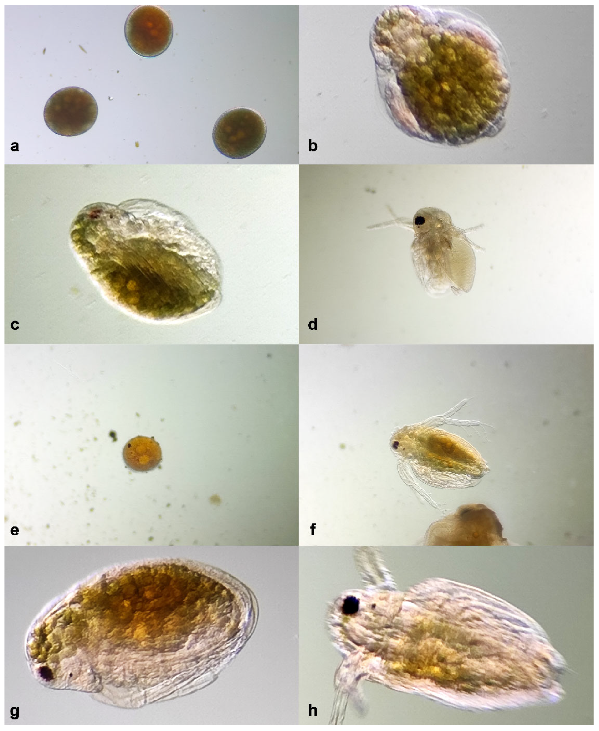 Plants 13 01192 g007