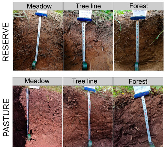 Plants 13 01193 g0a1