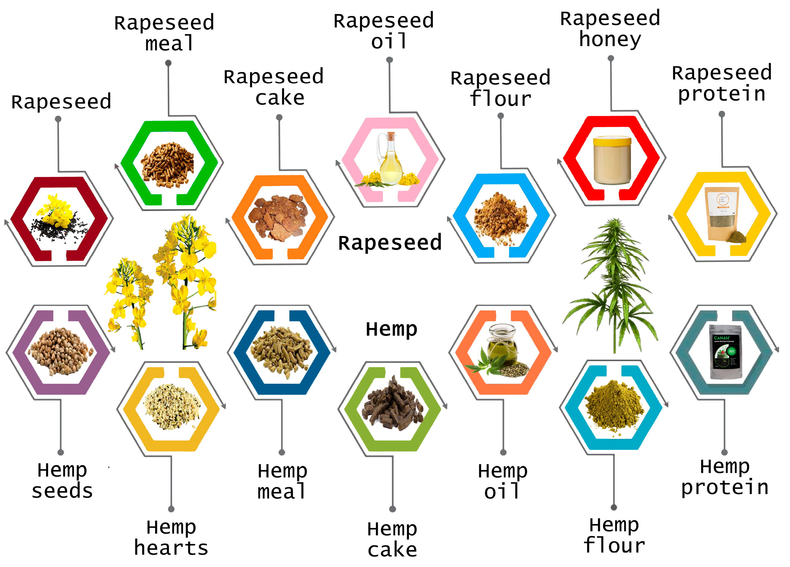 Plants 13 01195 g003