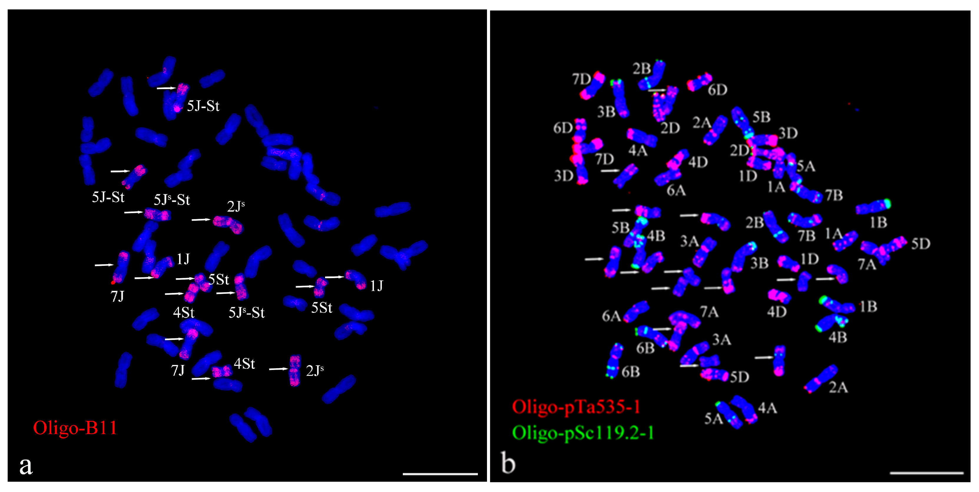 Plants 13 01198 g001a