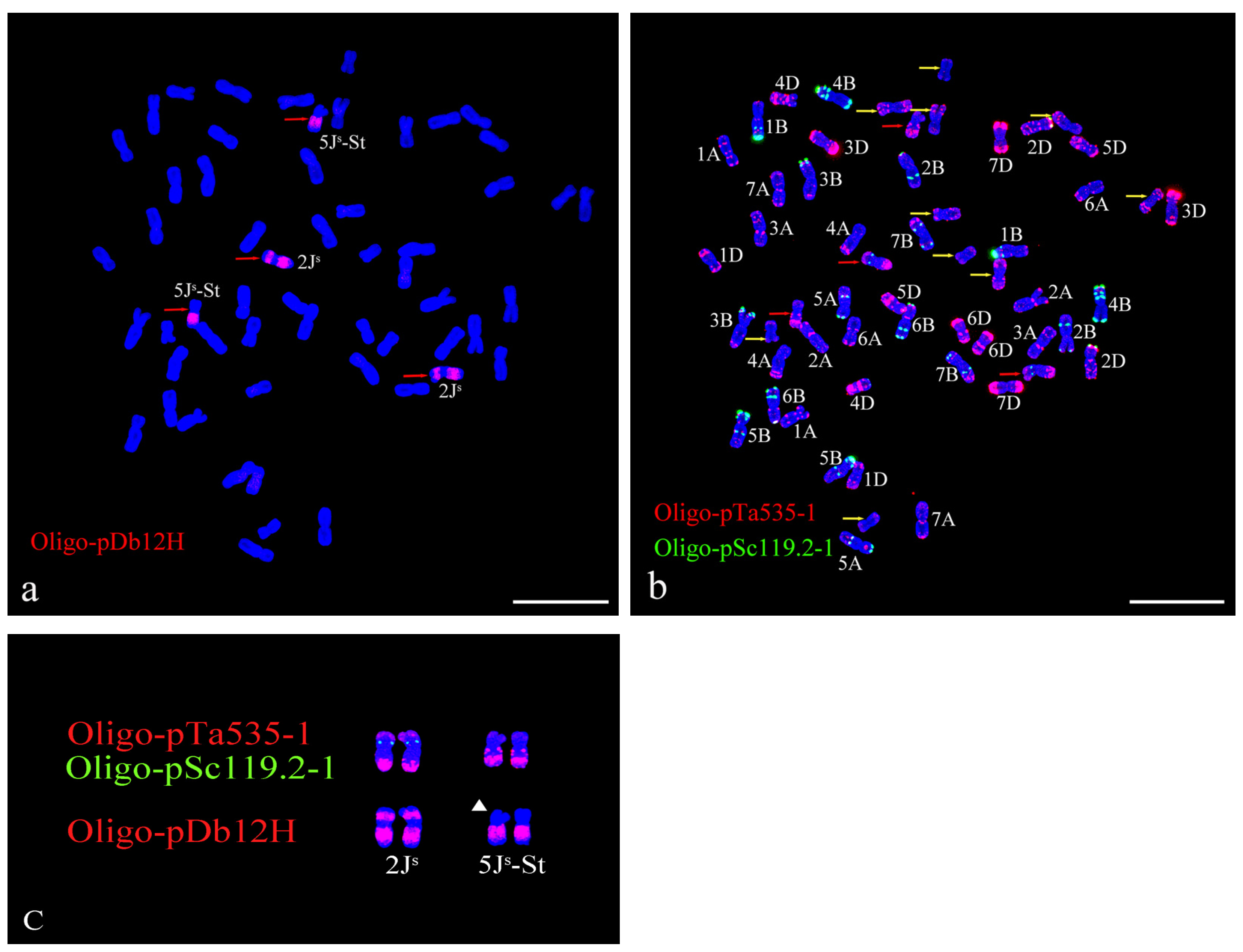 Plants 13 01198 g002