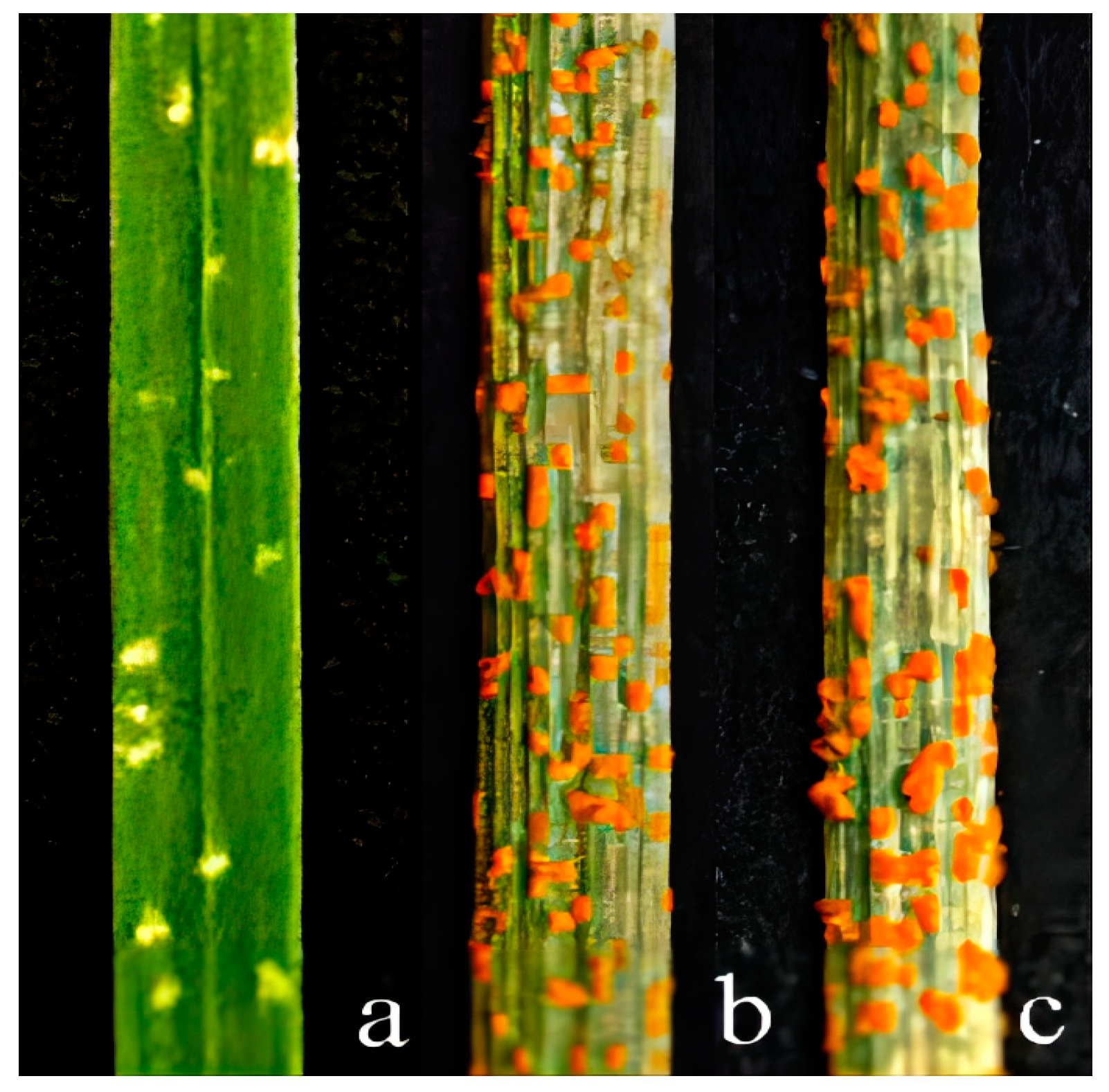 Plants 13 01198 g004