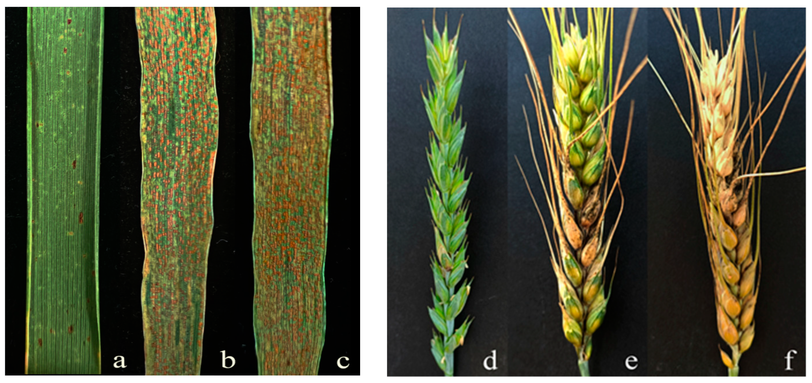 Plants 13 01198 g005