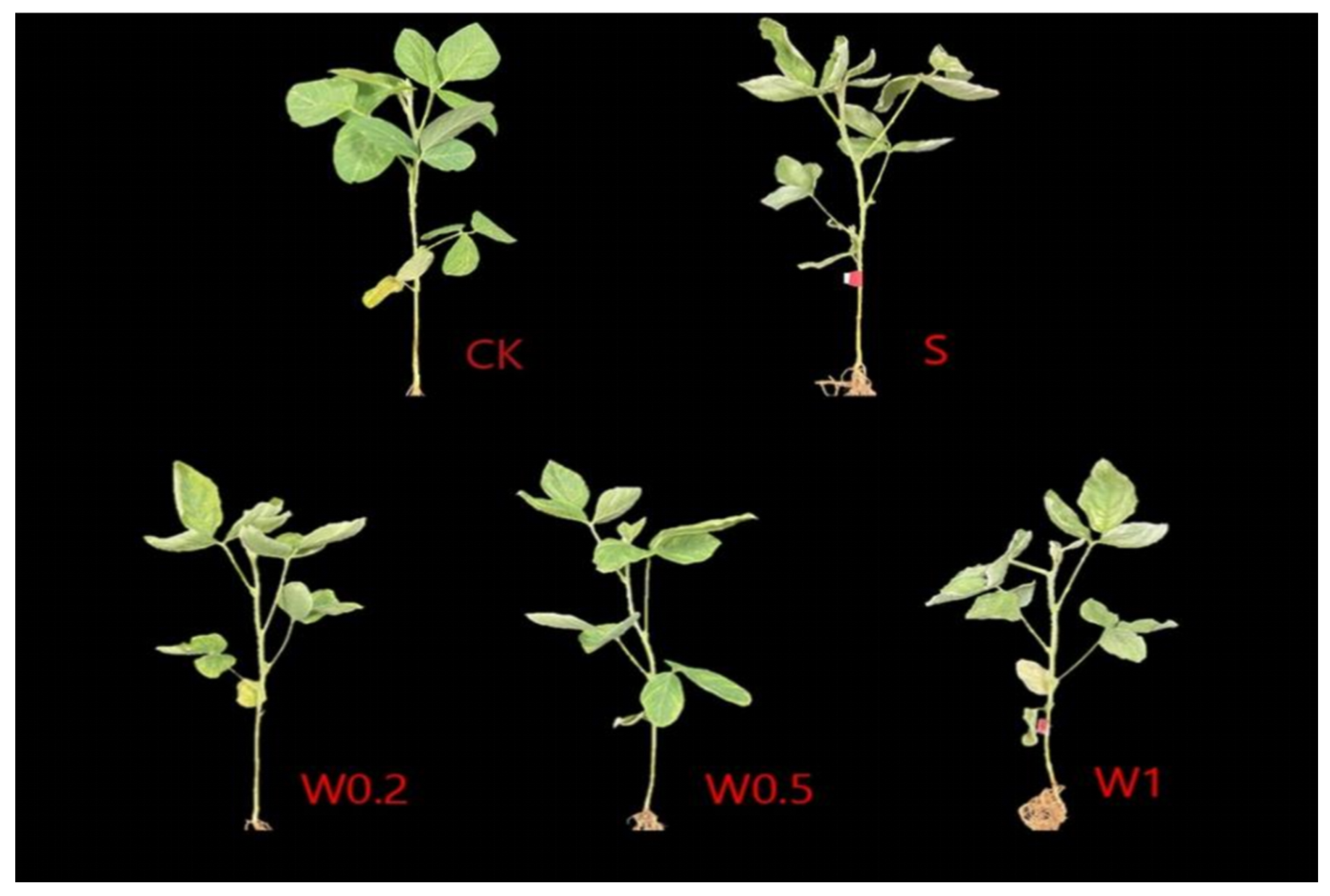 Plants 13 01202 g001