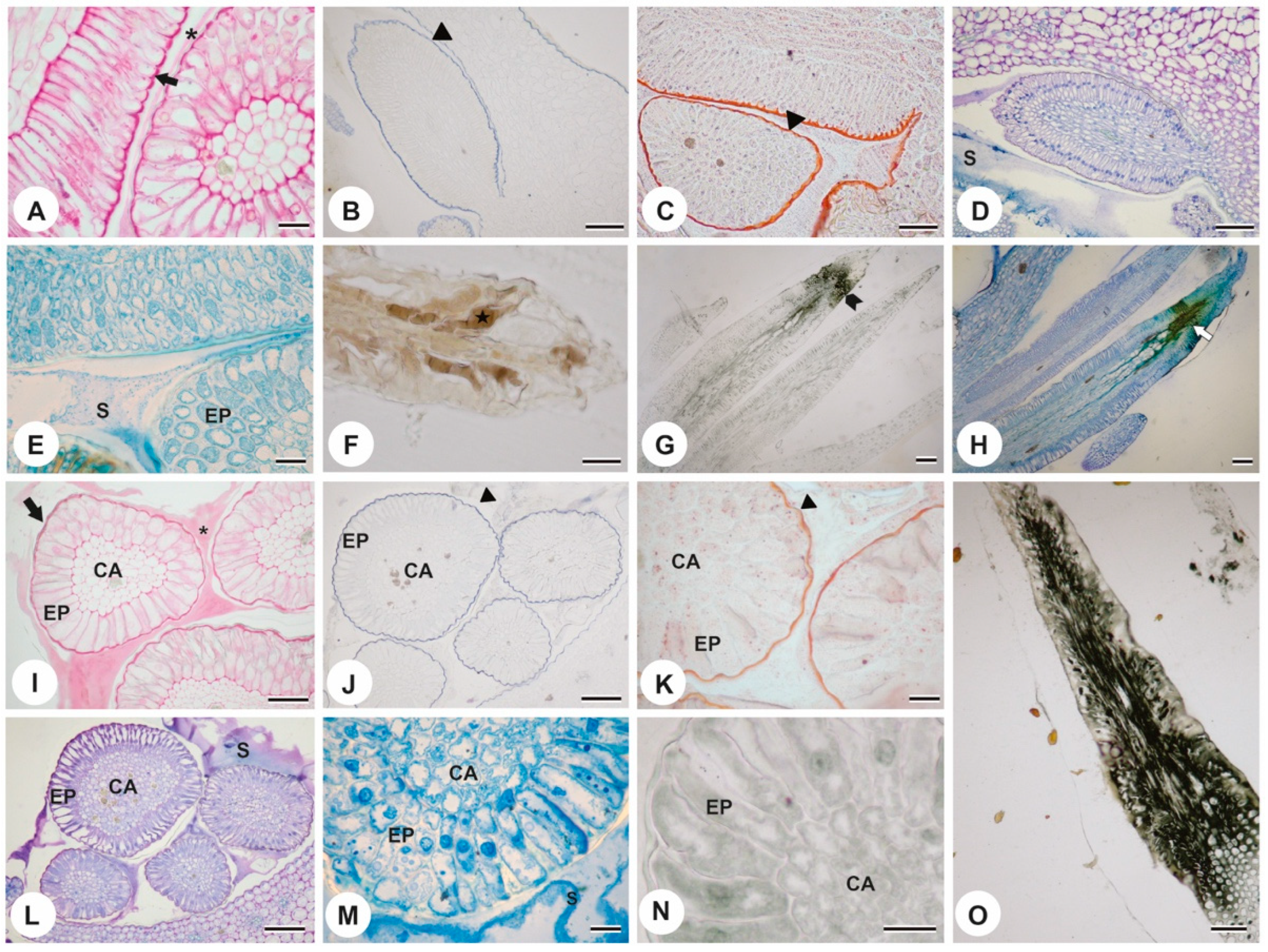 Plants 13 01206 g004