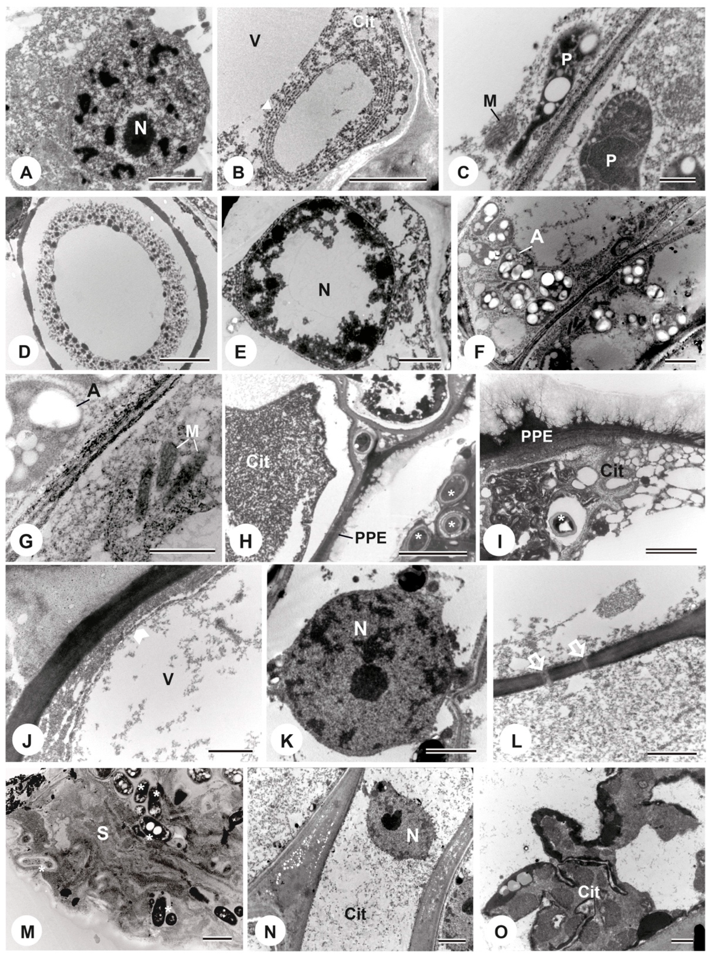 Plants 13 01206 g005