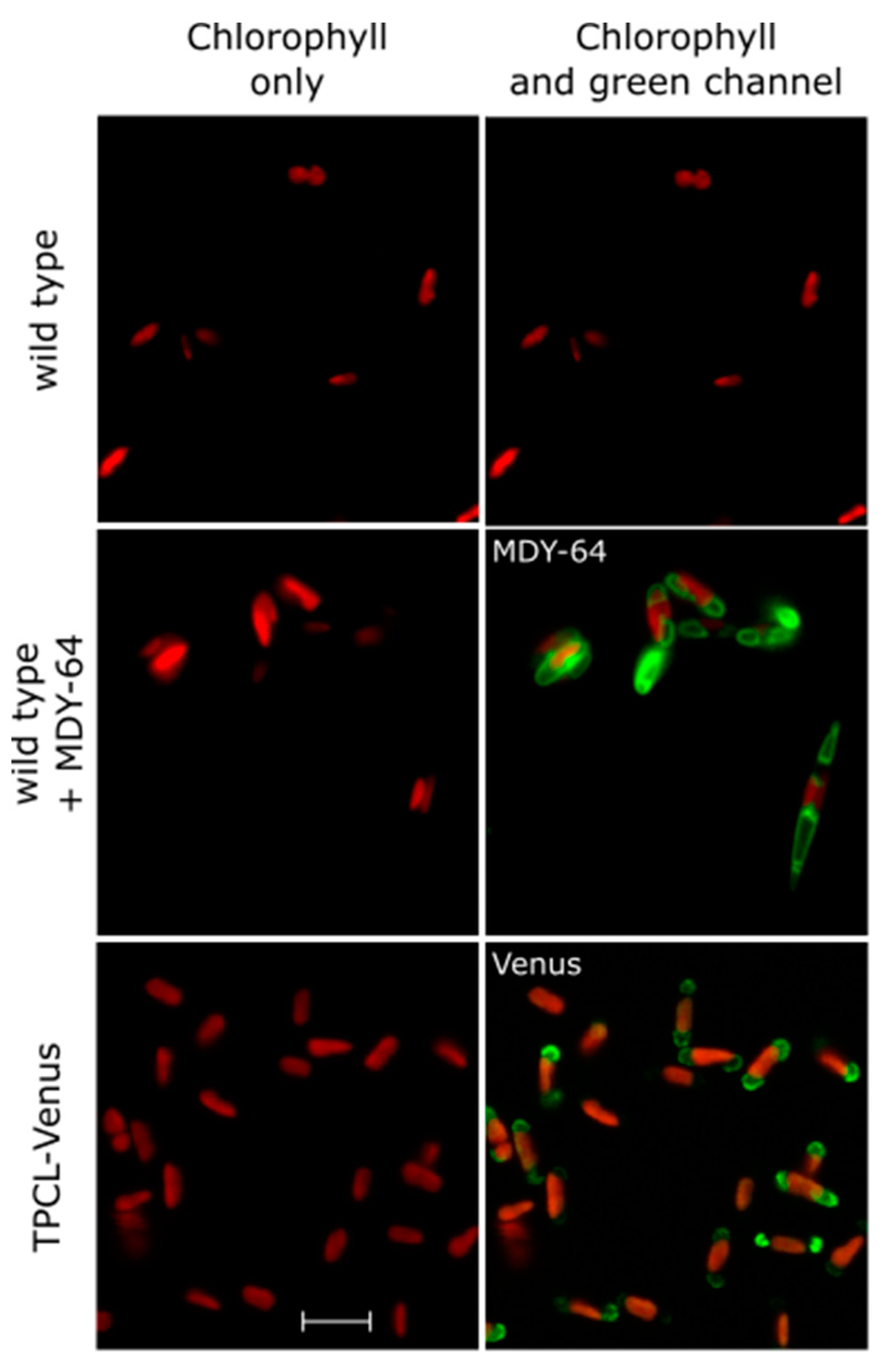 Plants 13 01207 g004