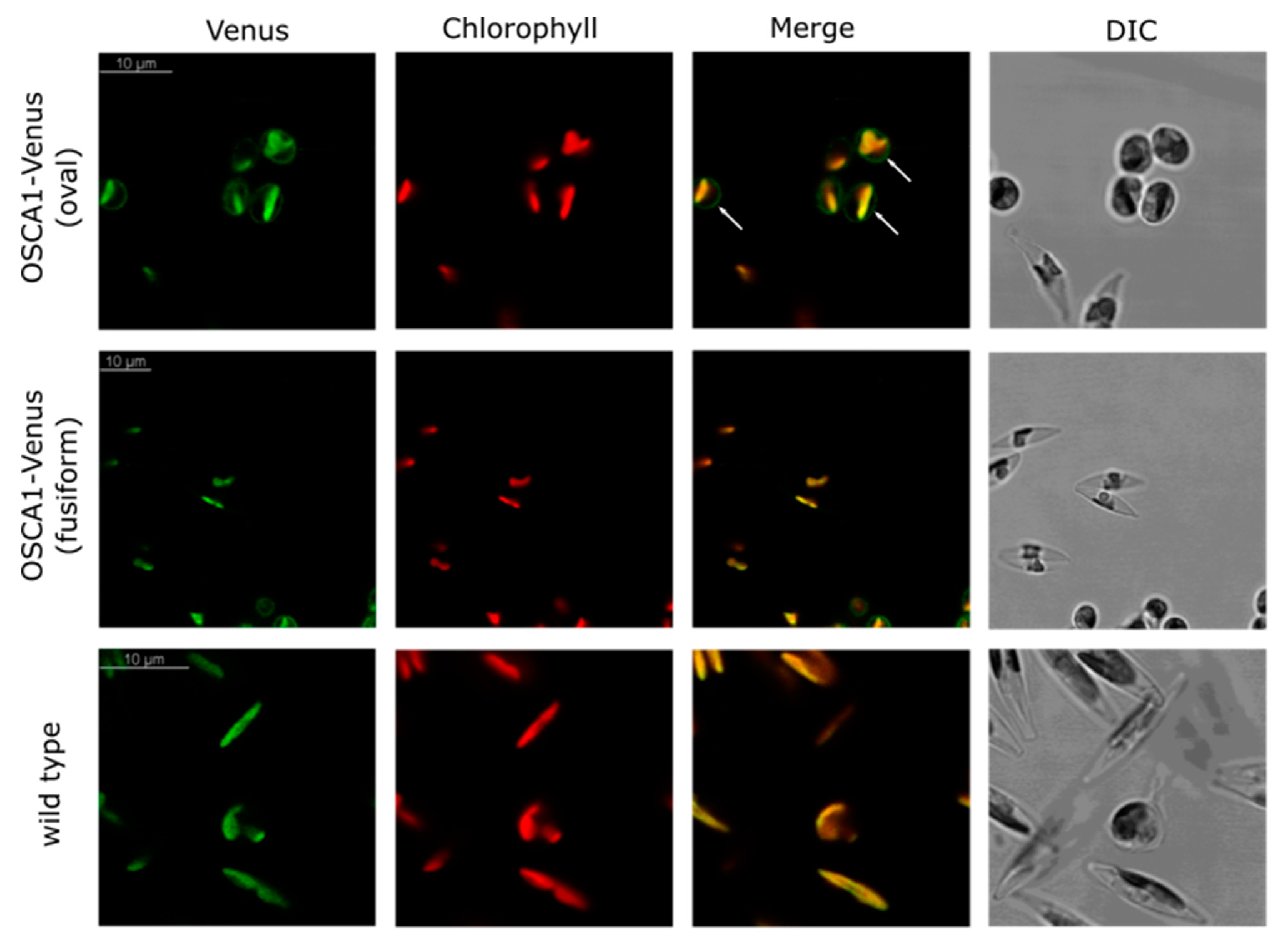 Plants 13 01207 g007