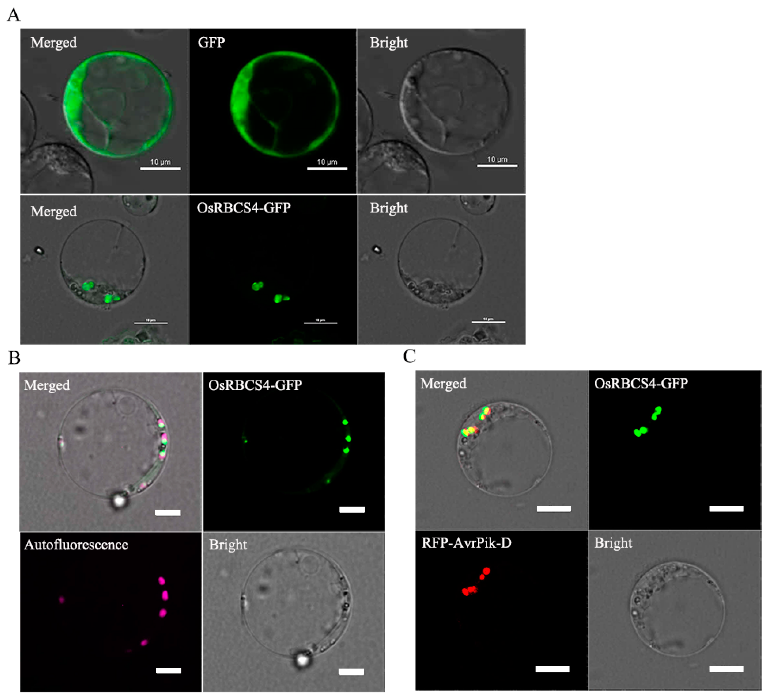 Plants 13 01214 g002