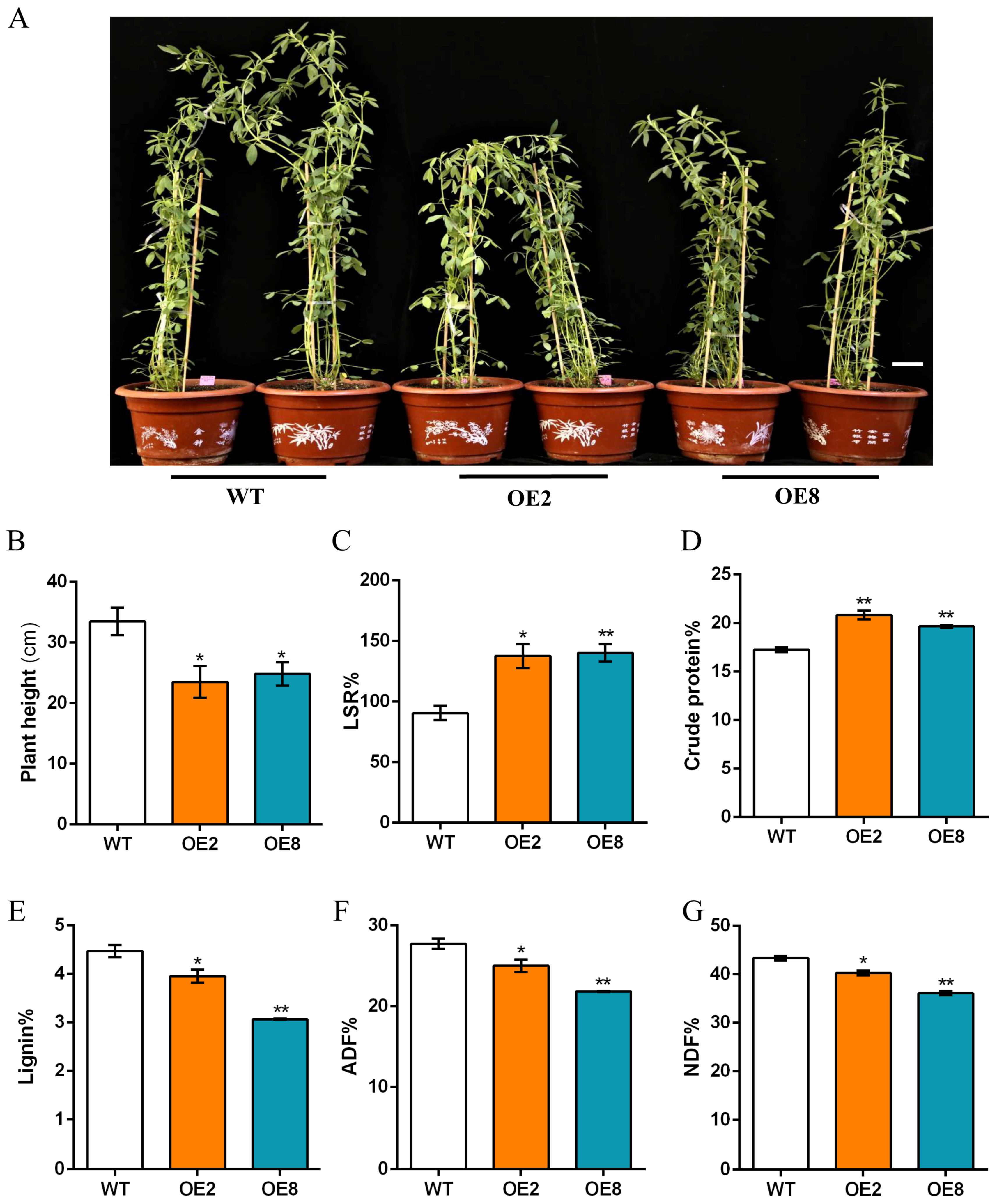 Plants 13 01237 g006 Plants 13 01237 g006