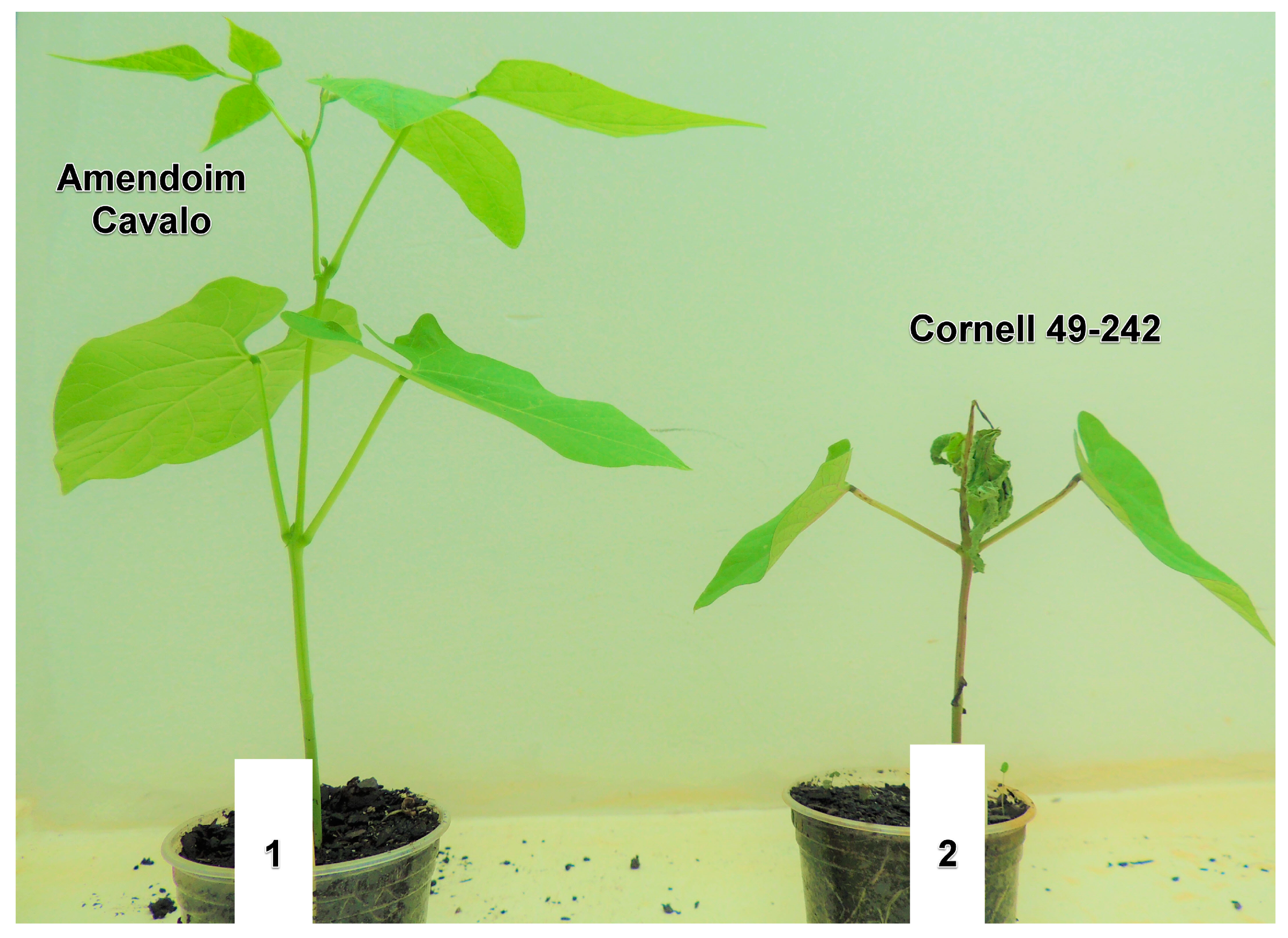Plants 13 01245 g001