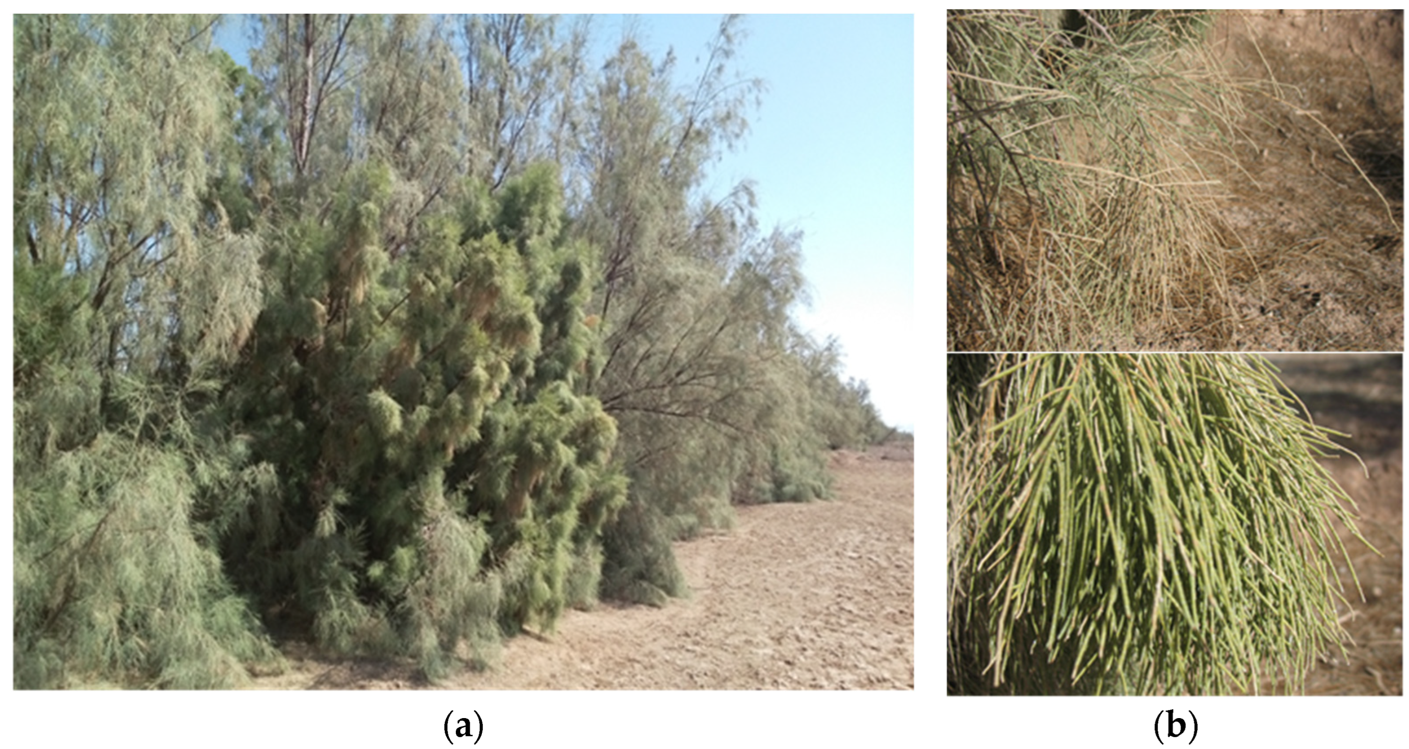 Plants 13 01248 g002