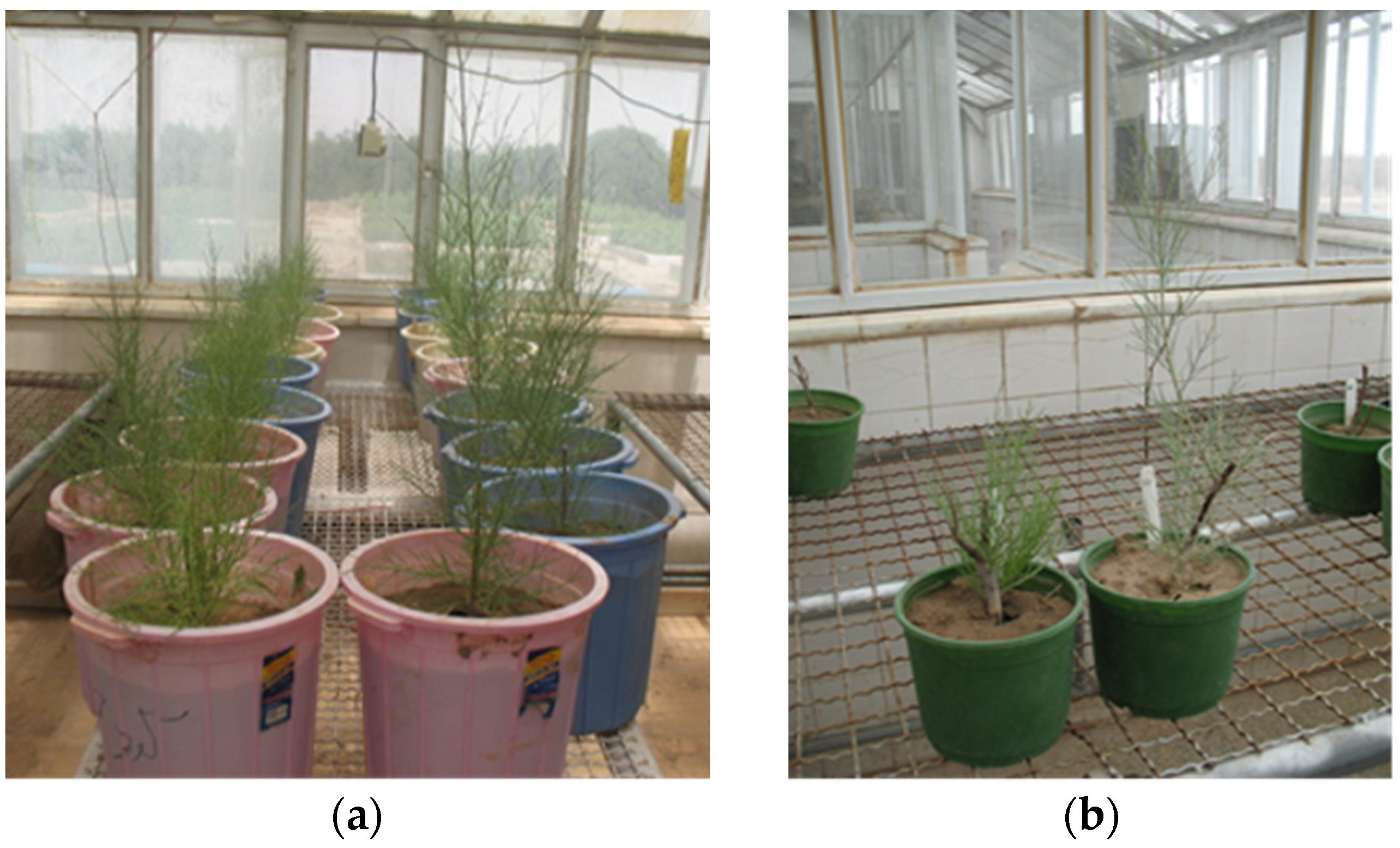 Plants 13 01248 g003