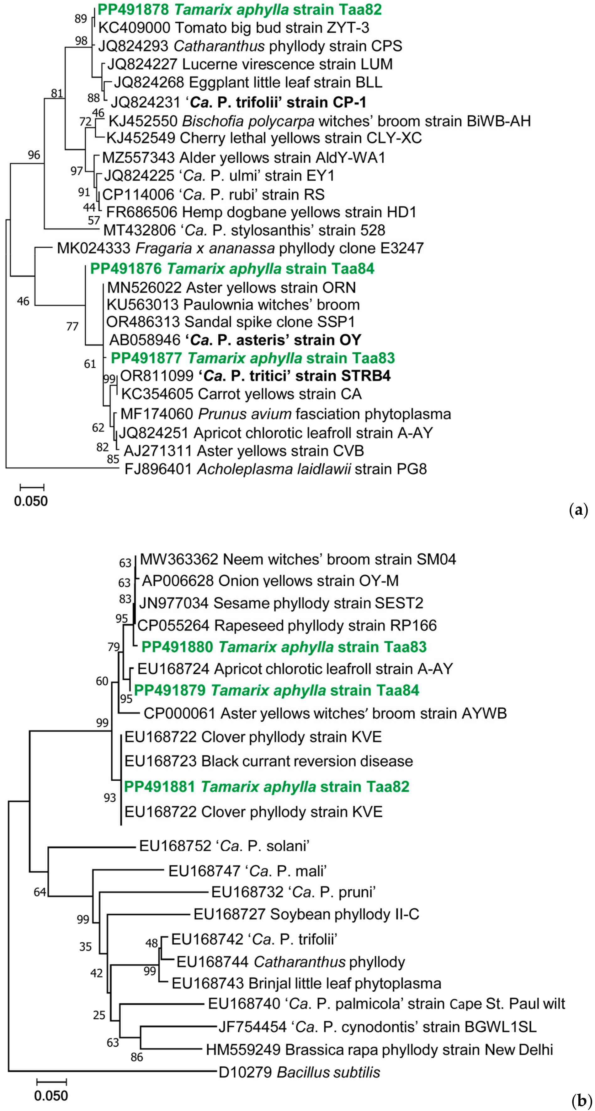 Plants 13 01248 g006