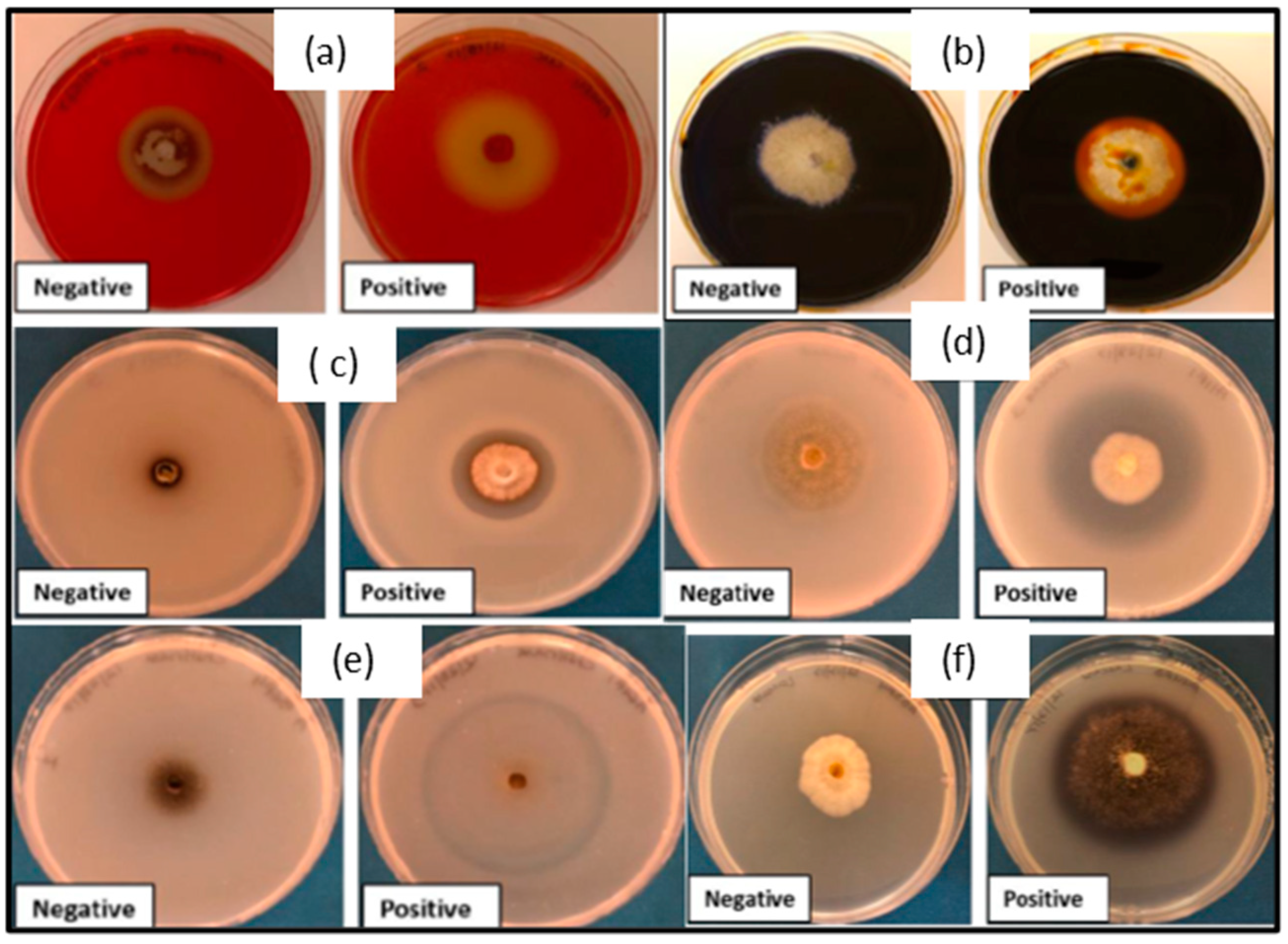 Plants 13 01250 g005