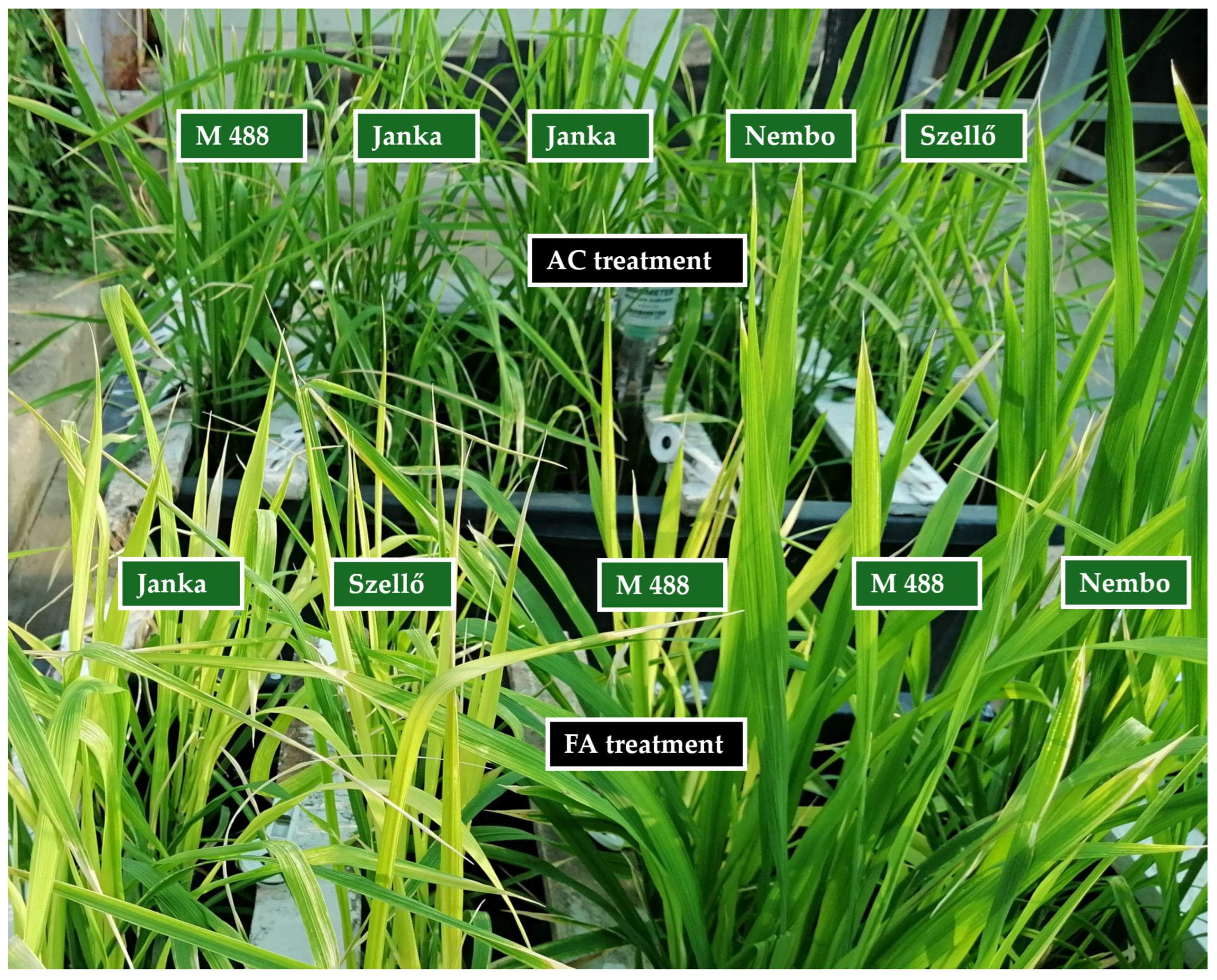 Plants 13 01253 g001