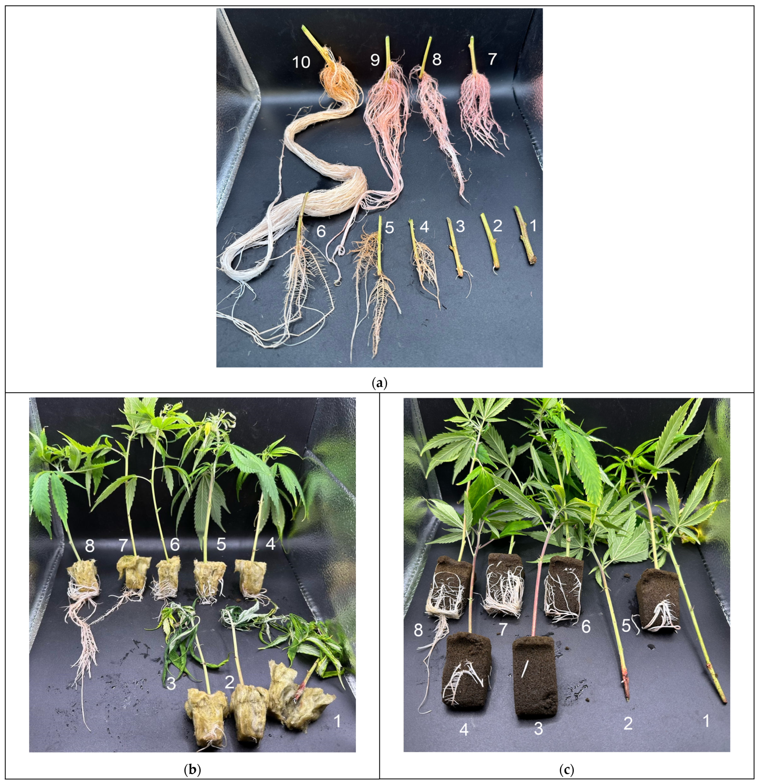 Plants 13 01256 g015