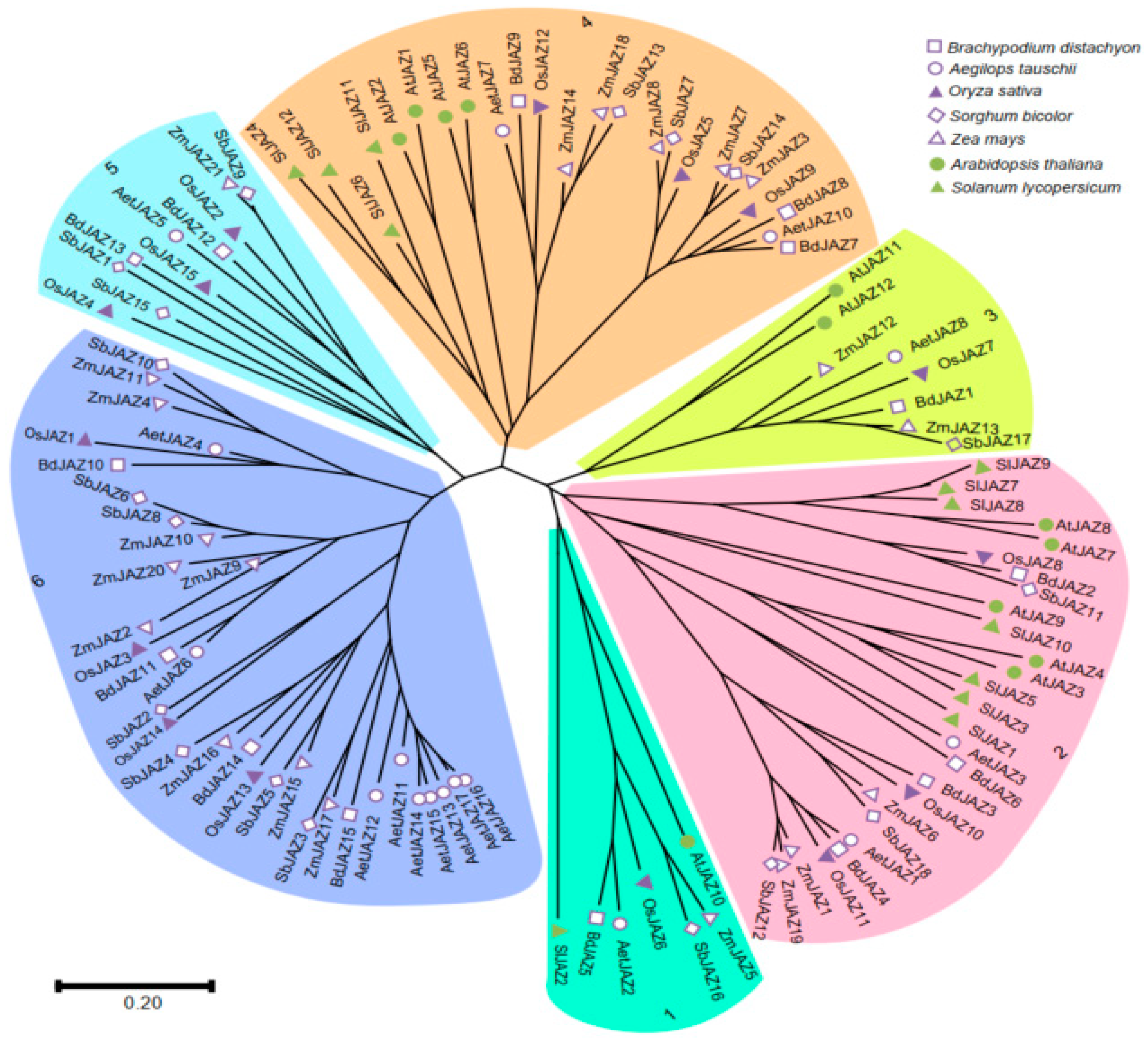 Plants 13 01259 g002