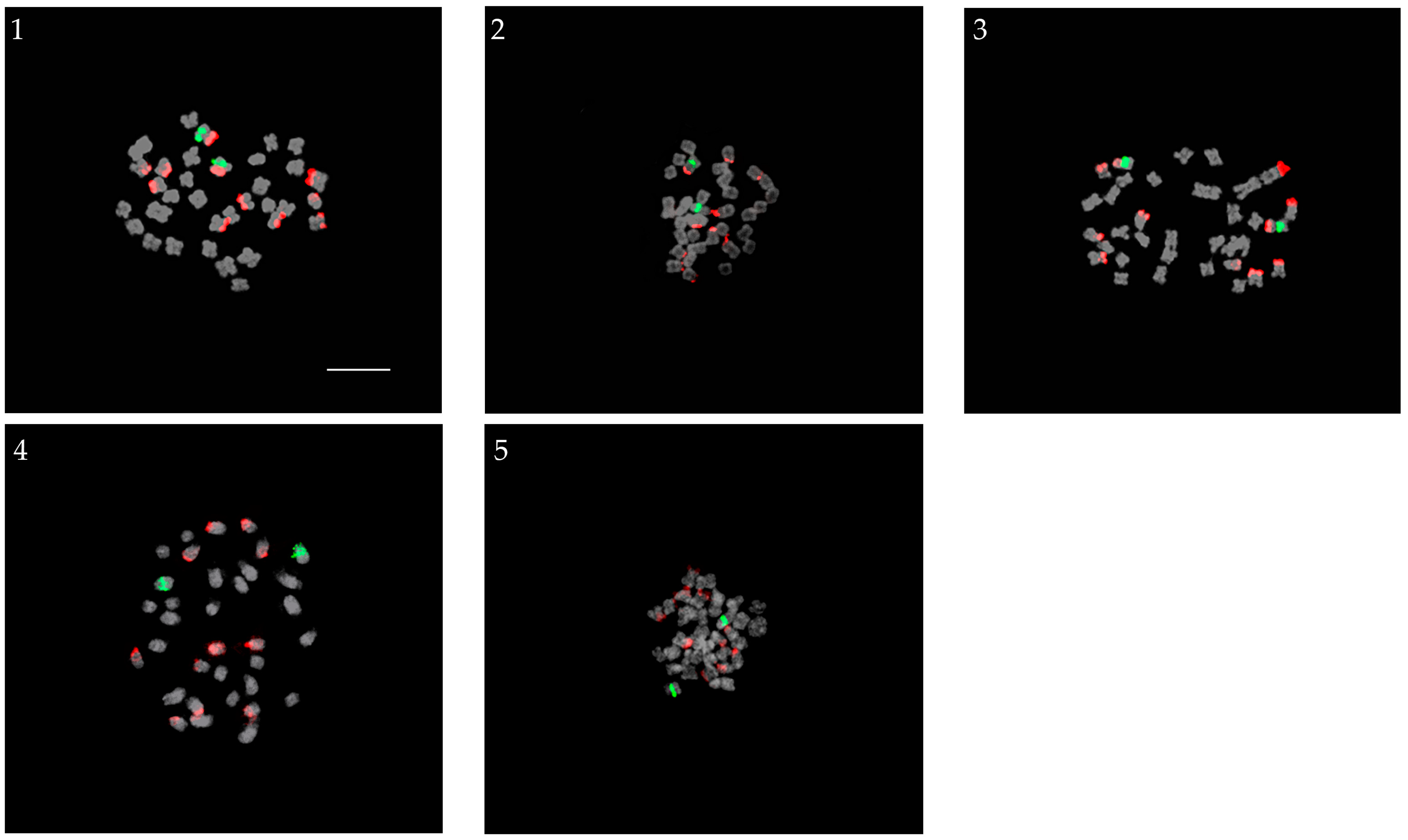 Plants 13 01264 g002