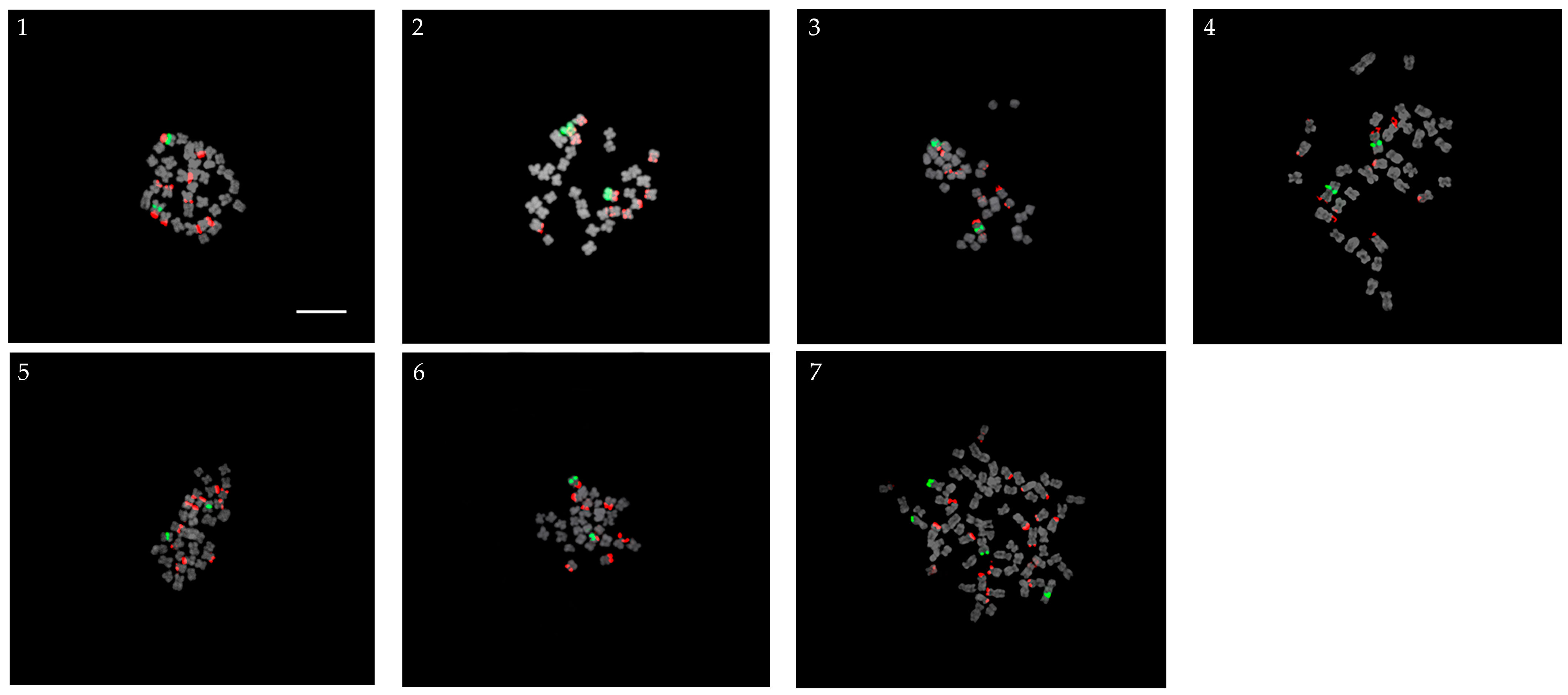 Plants 13 01264 g003