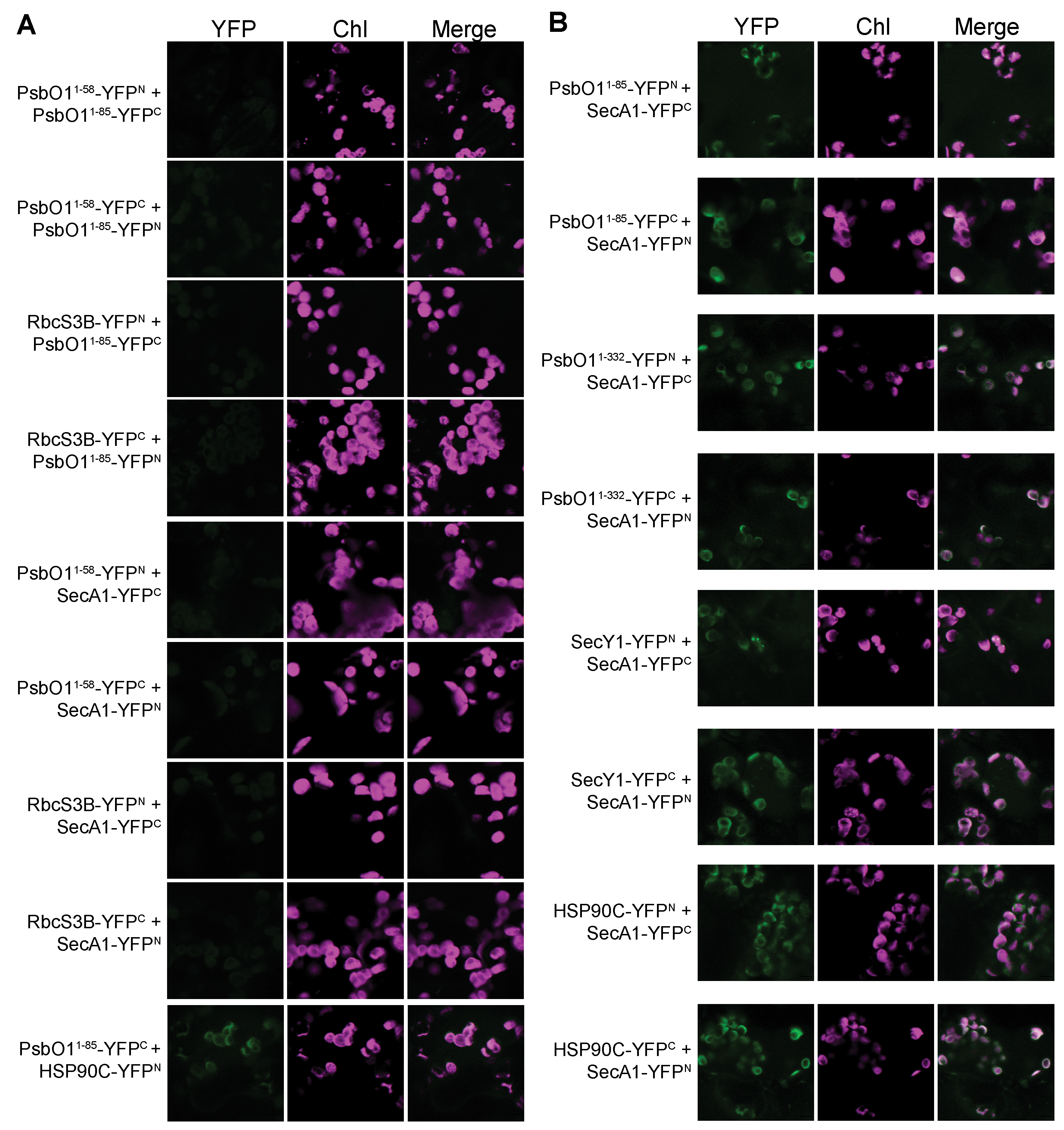 Plants 13 01265 g001