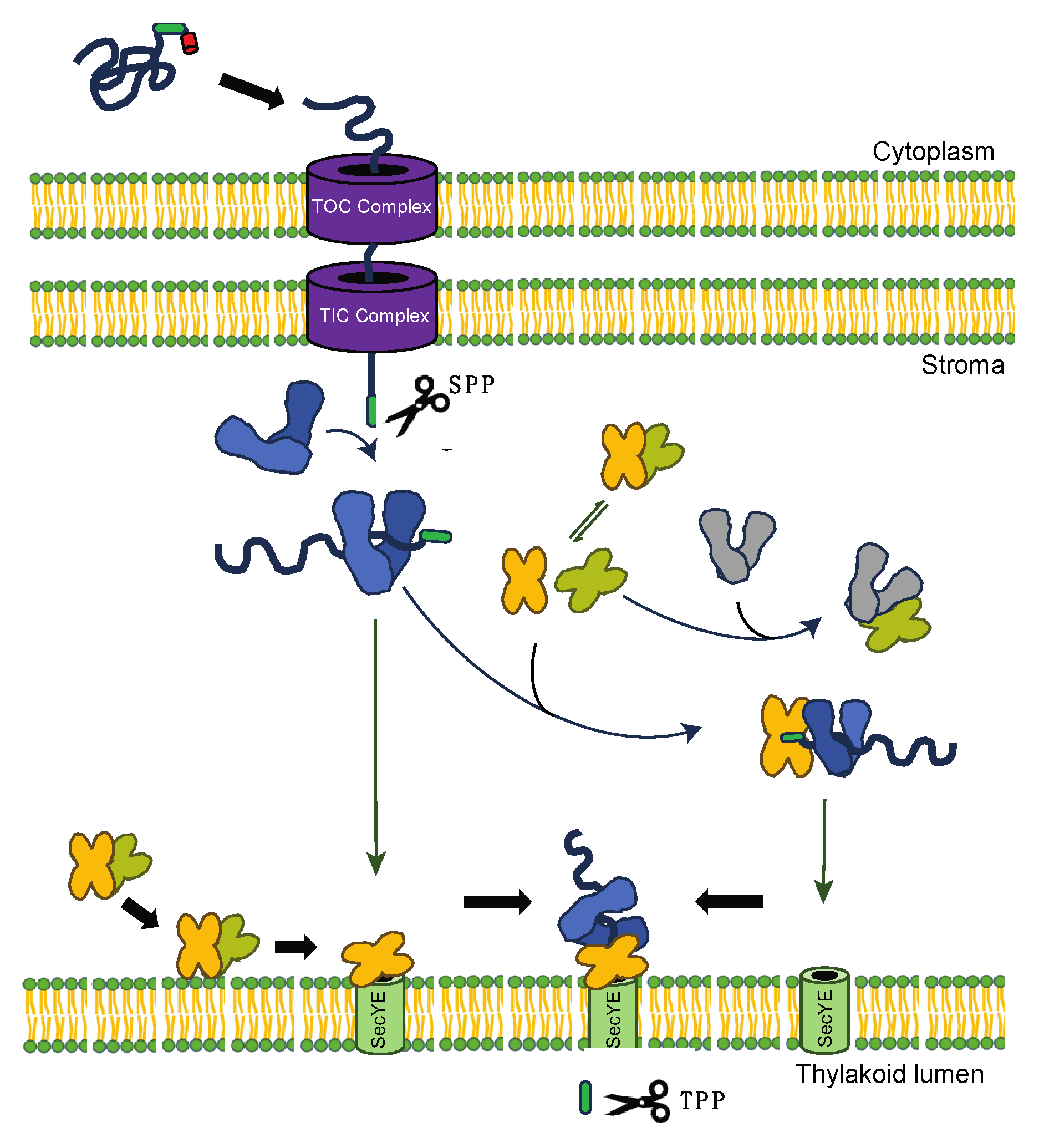 Plants 13 01265 g005
