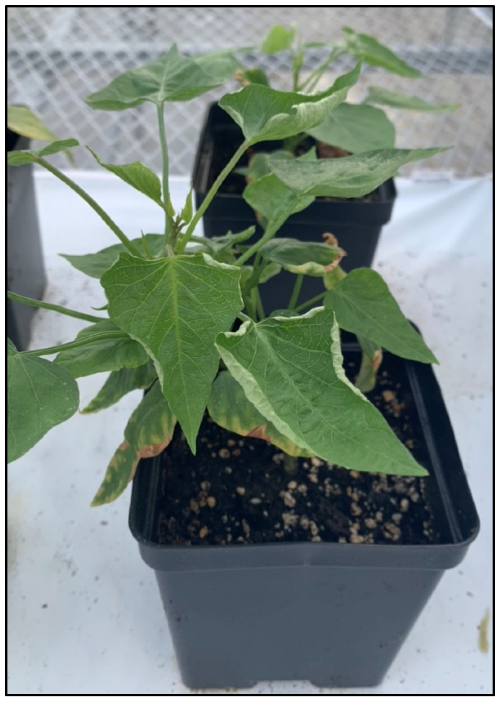 Plants 13 01267 g001