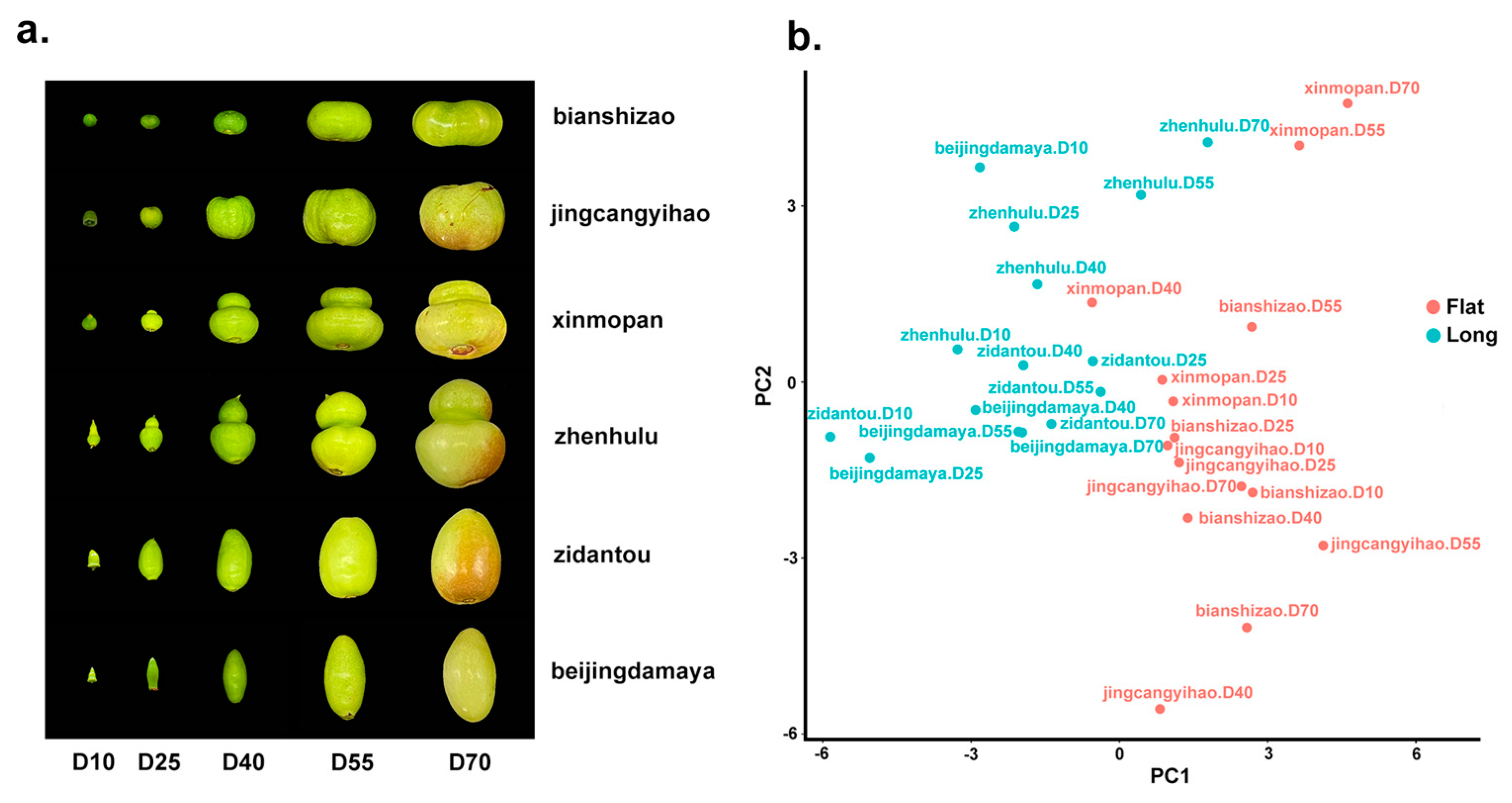 Plants 13 01273 g001
