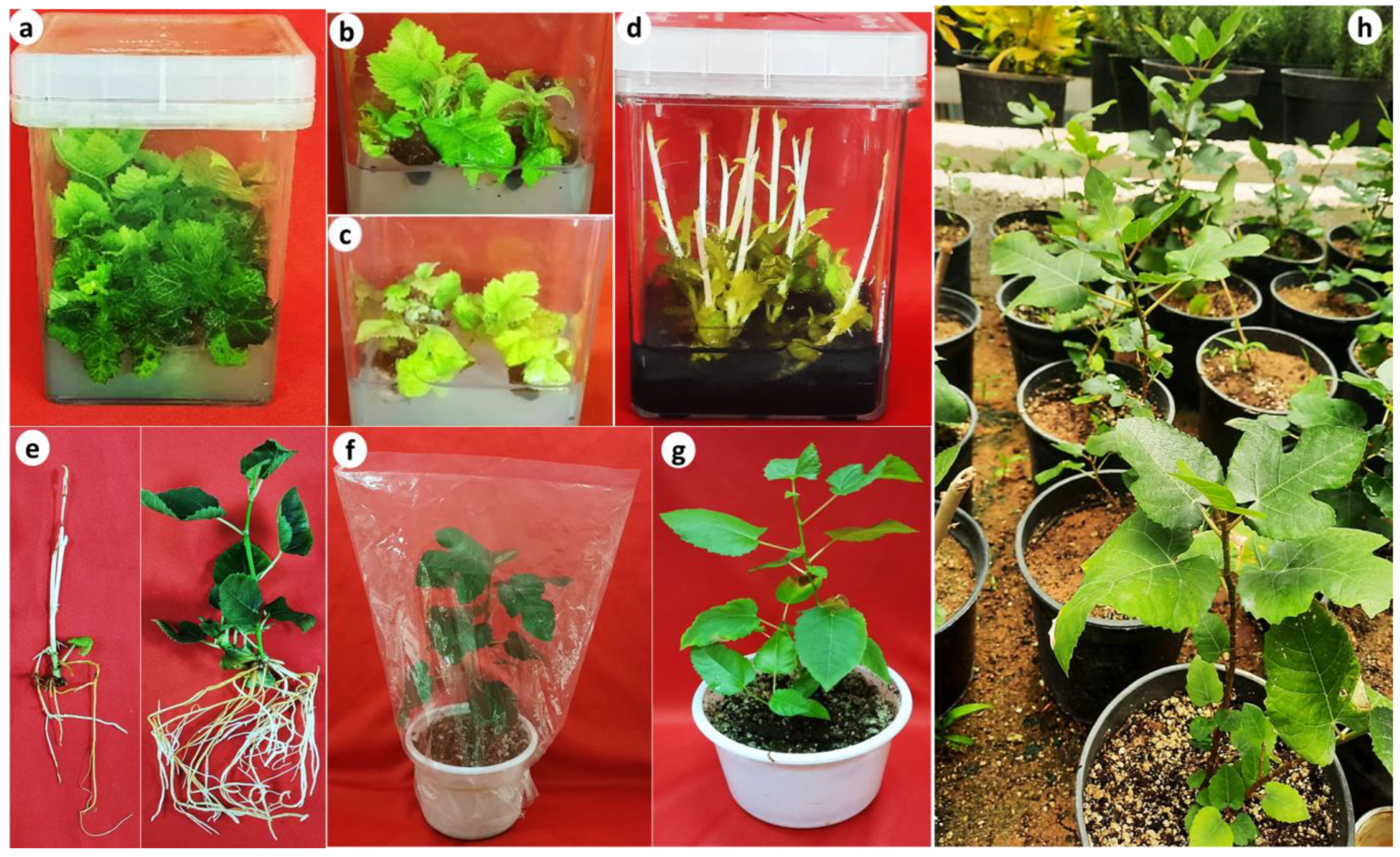 Plants 13 01278 g002 Plants 13 01278 g002