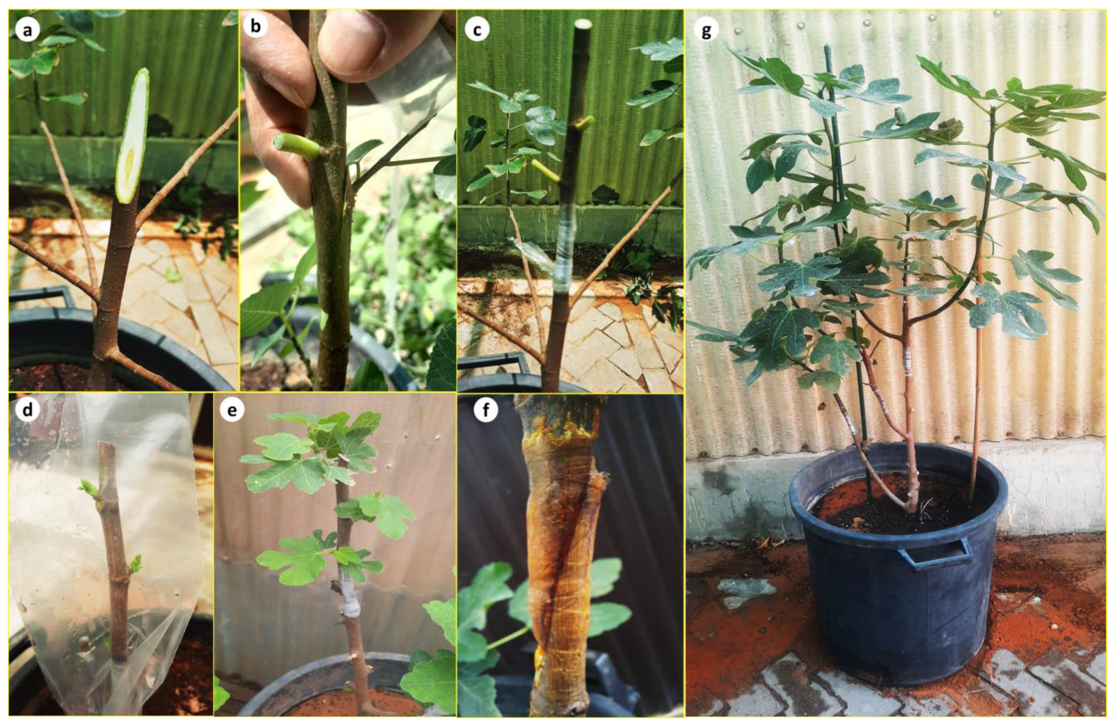 Plants 13 01278 g005 Plants 13 01278 g005