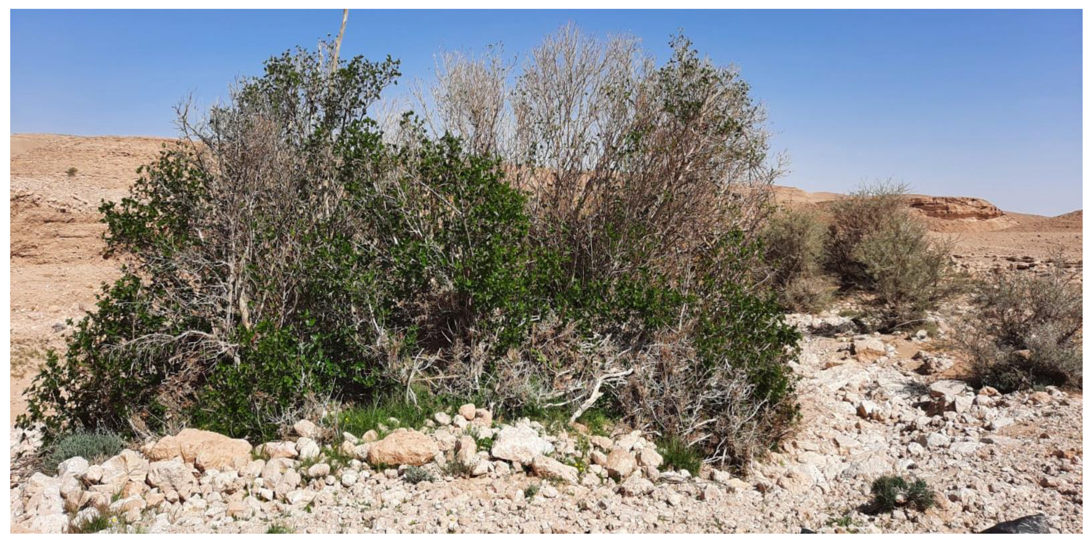 Plants 13 01278 g006 Plants 13 01278 g006