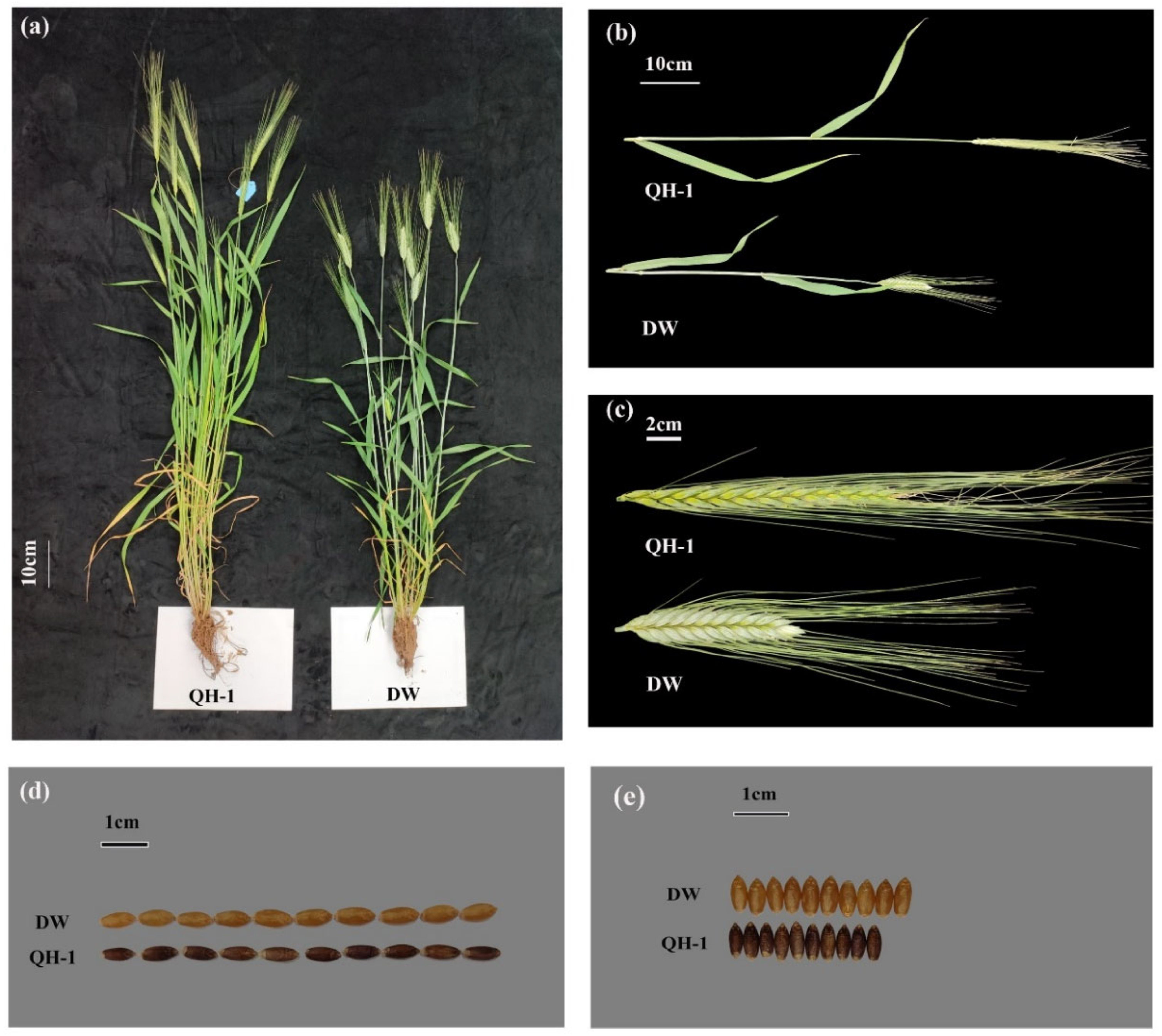 Plants 13 01285 g001
