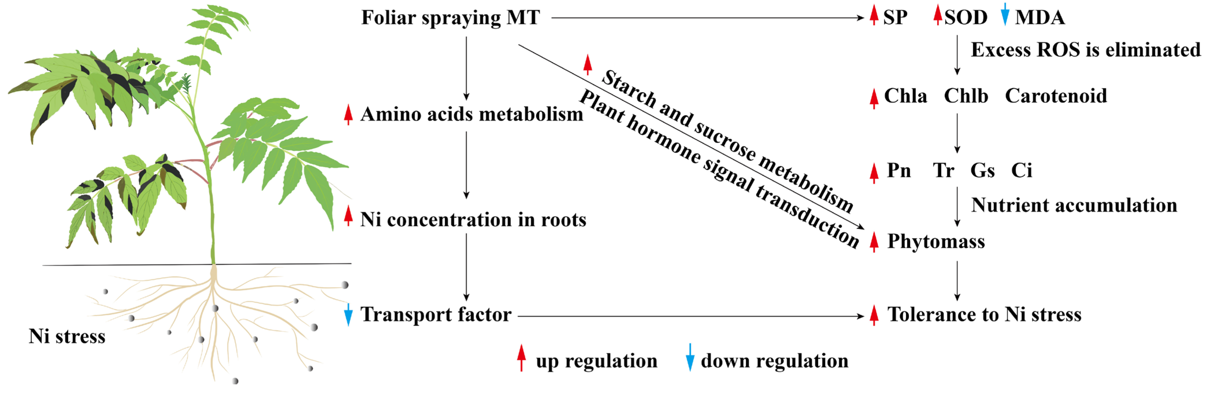 Plants 13 01287 g008