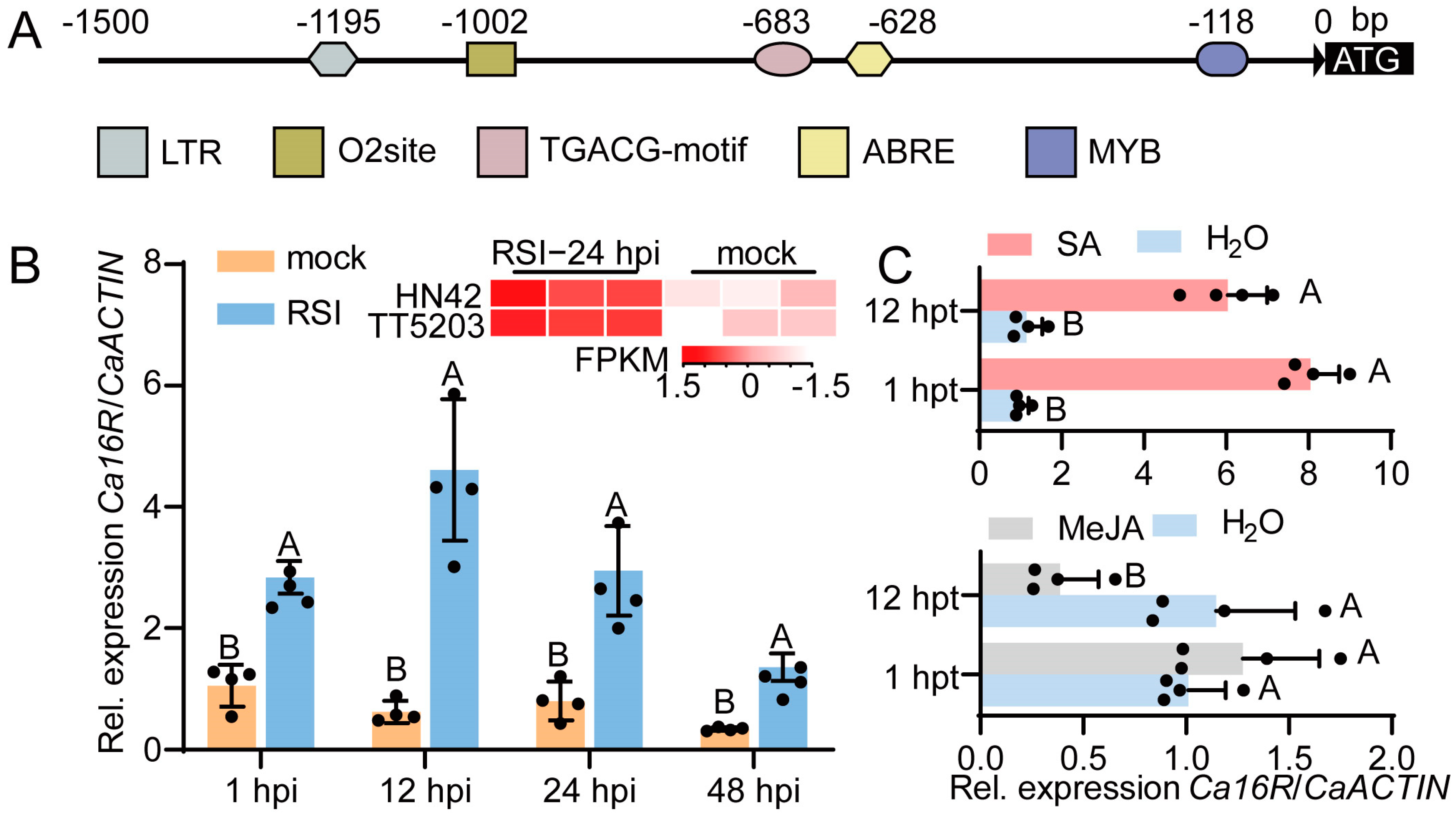Plants 13 01289 g001