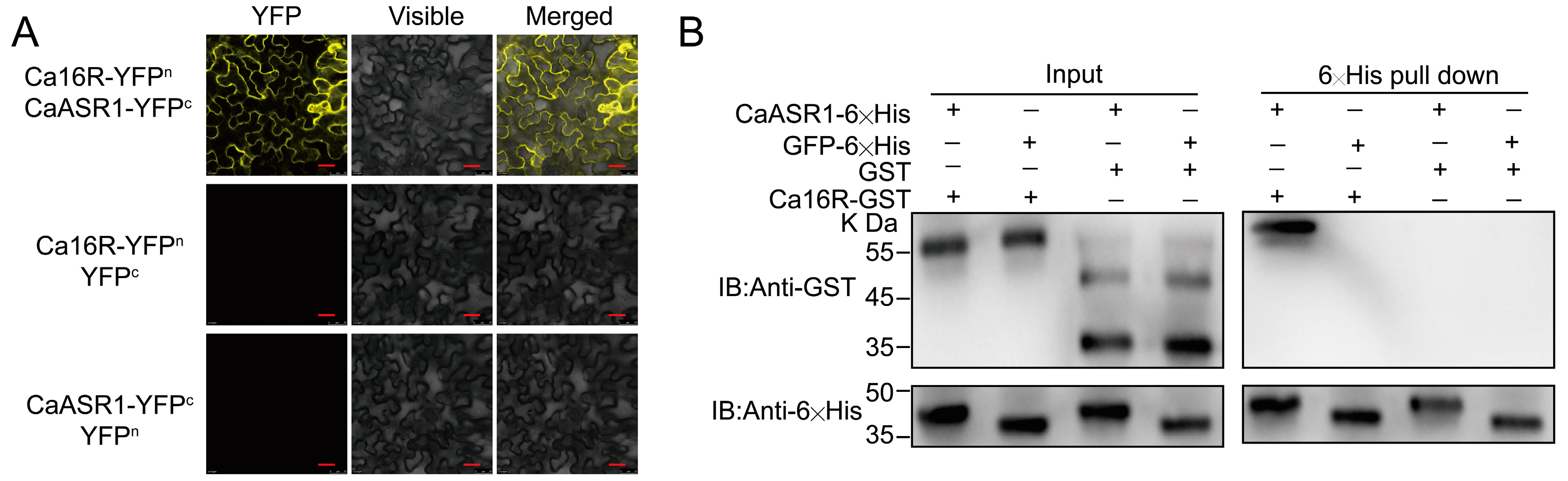 Plants 13 01289 g005