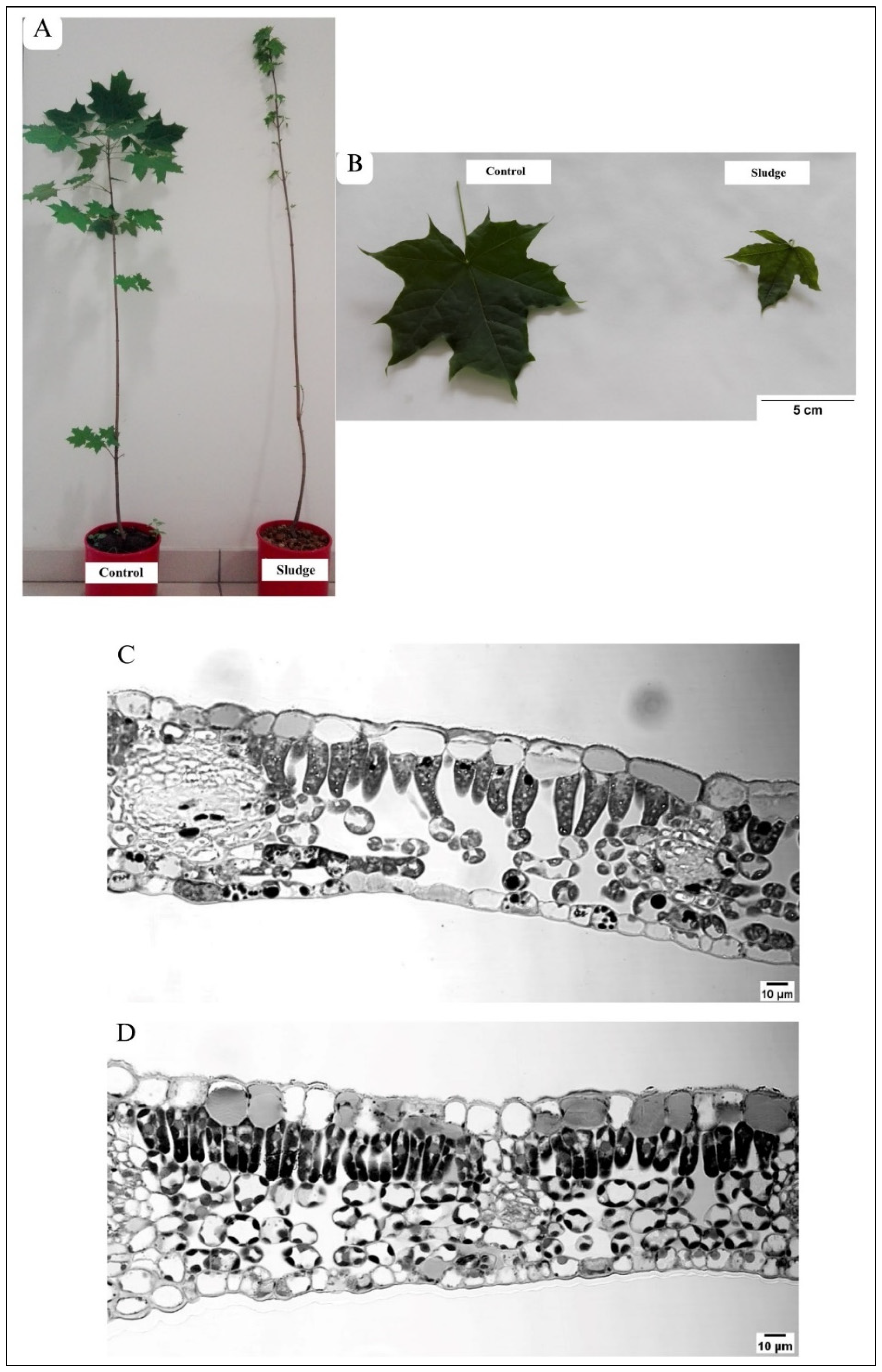 Plants 13 01295 g001