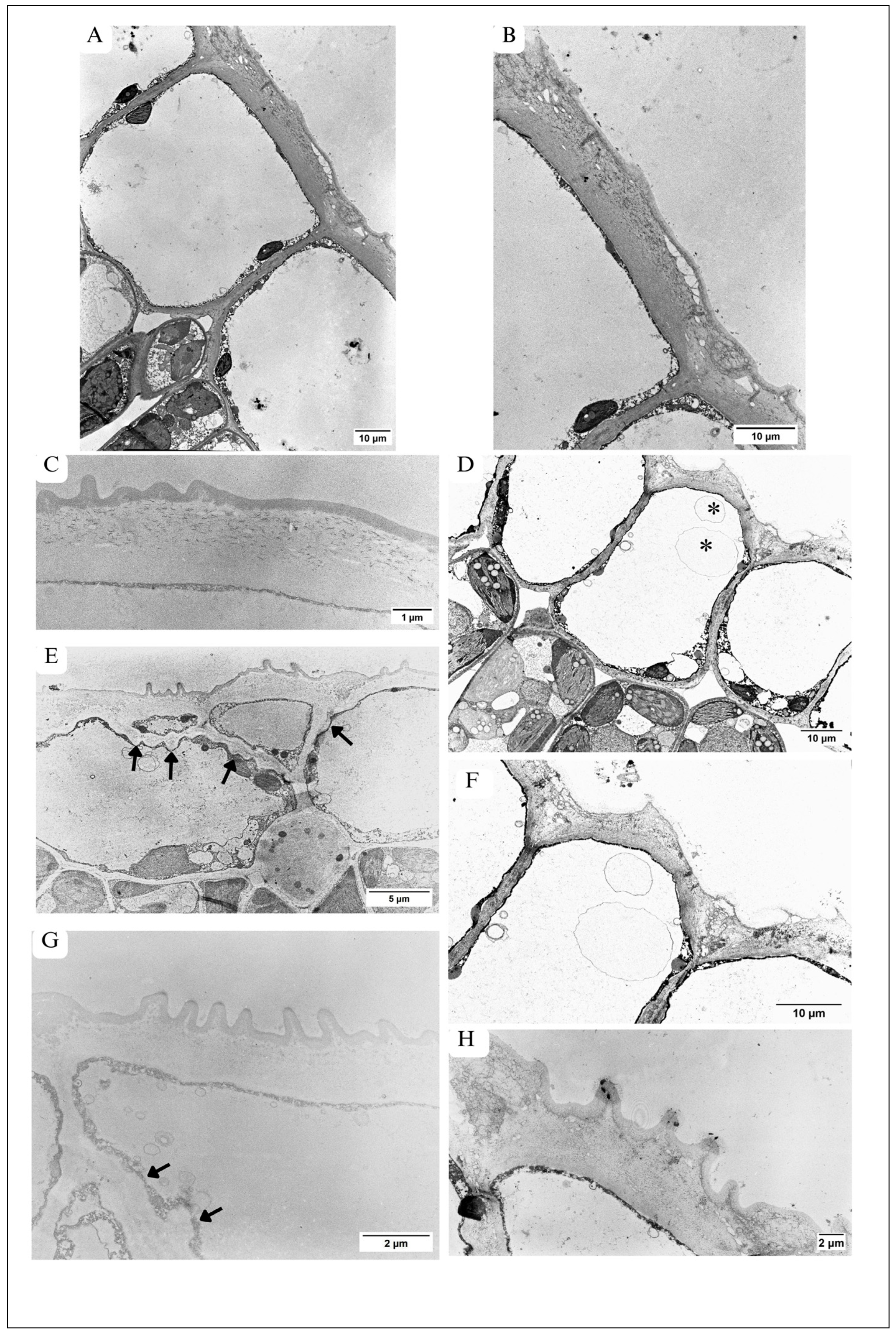 Plants 13 01295 g003