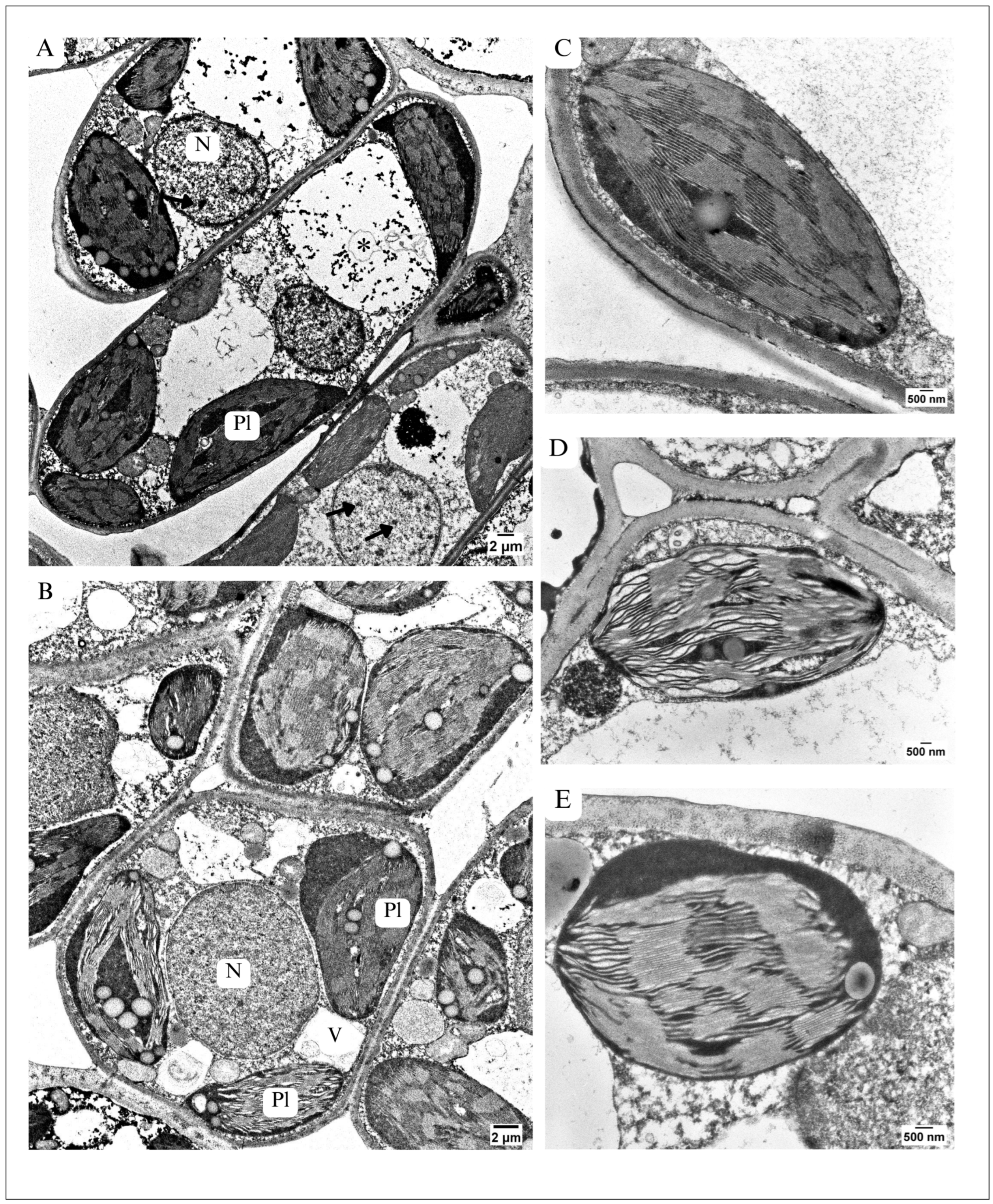Plants 13 01295 g005