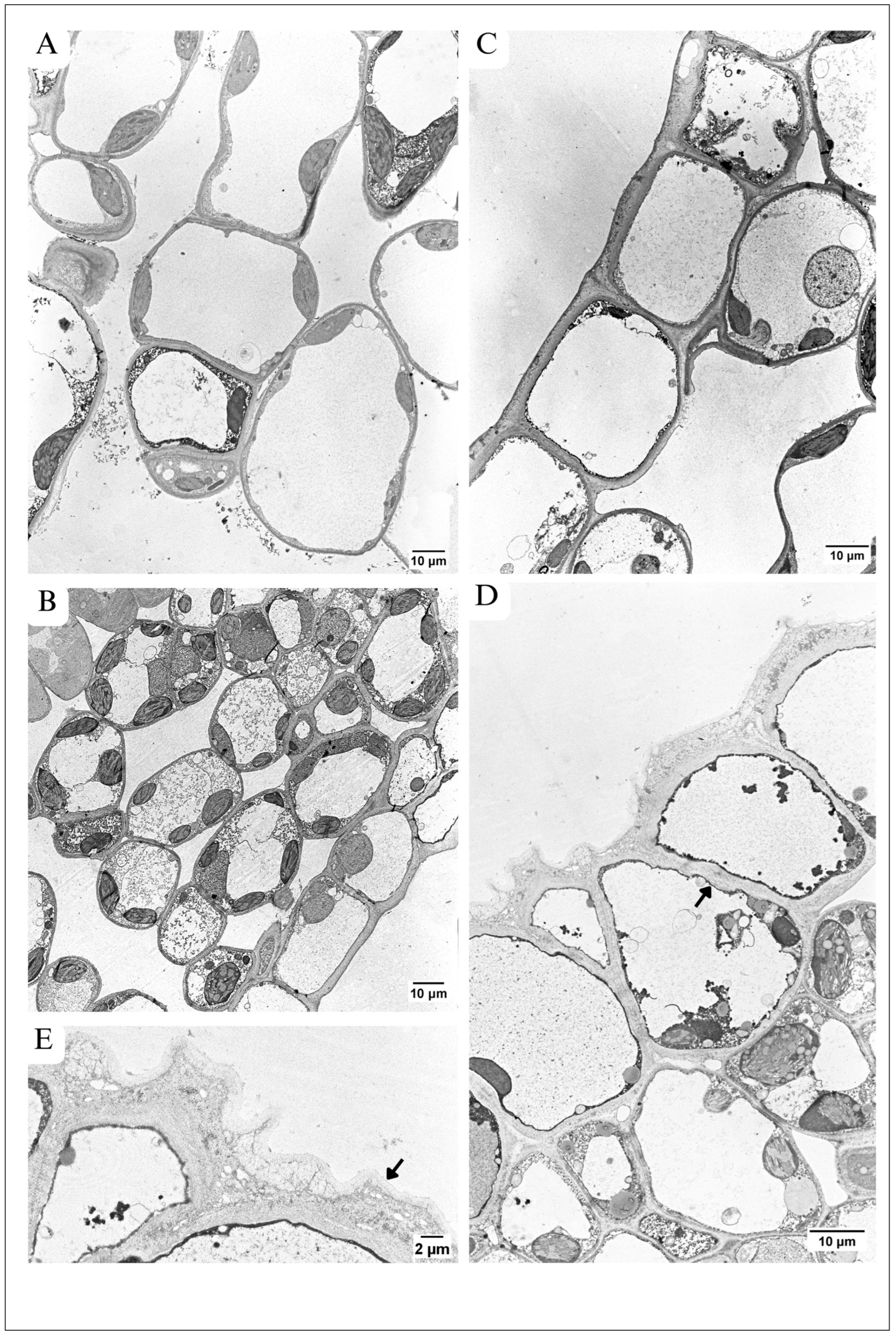 Plants 13 01295 g006