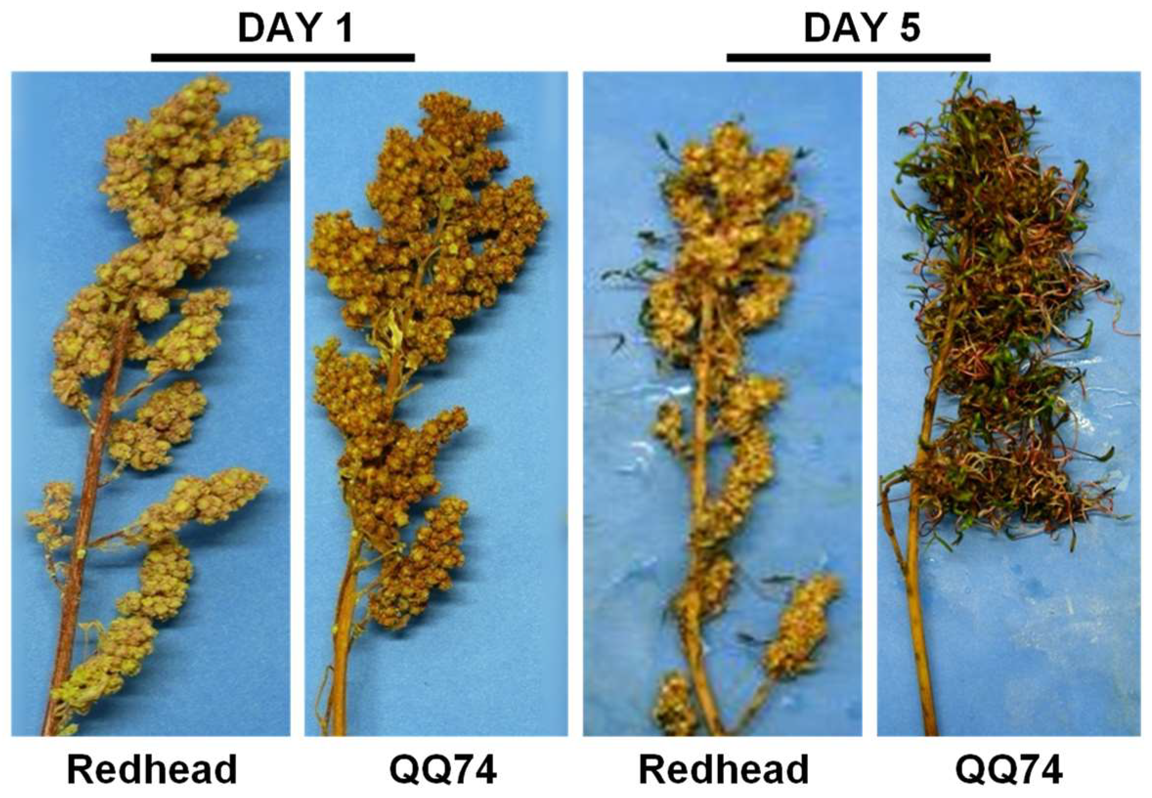 Plants 13 01297 g006