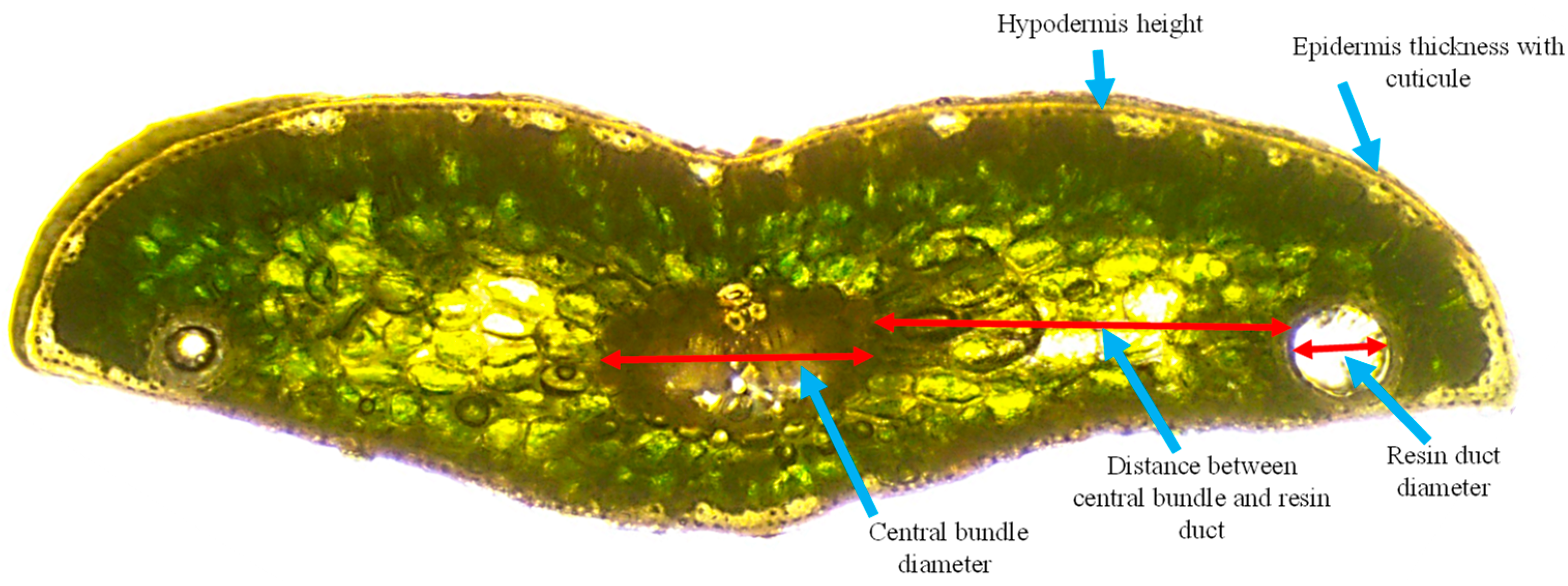 Plants 13 01307 g001
