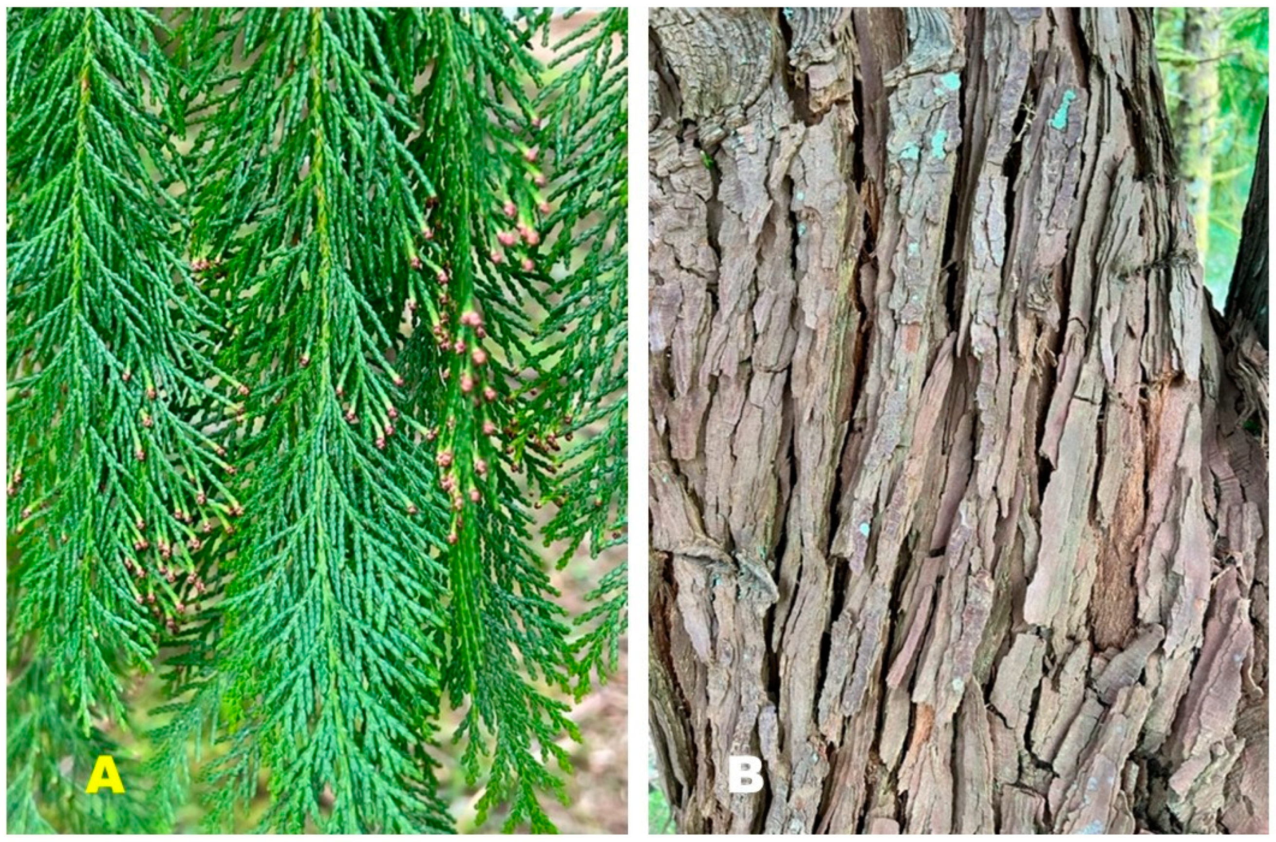 Plants 13 01325 g001