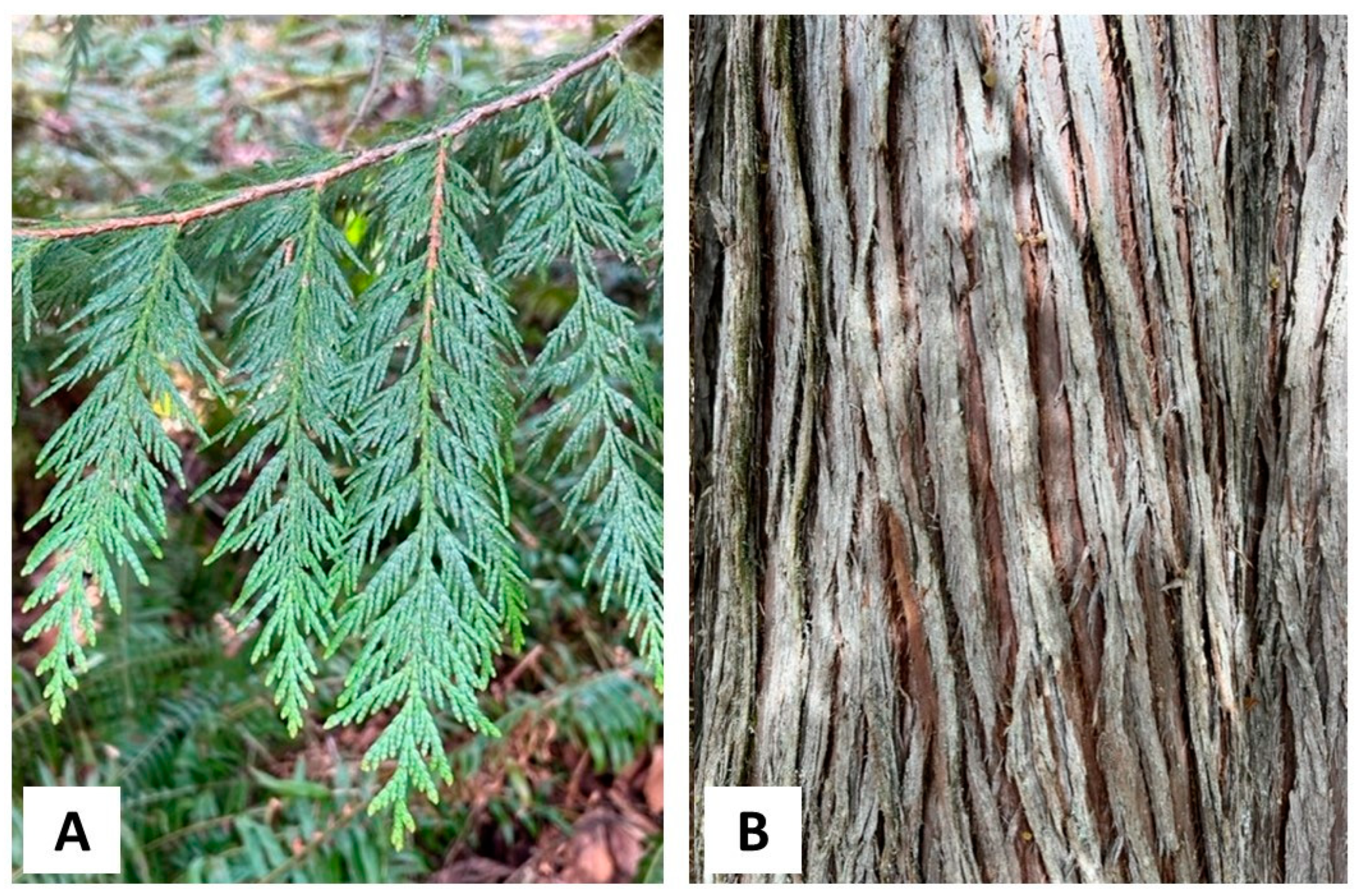 Plants 13 01325 g003