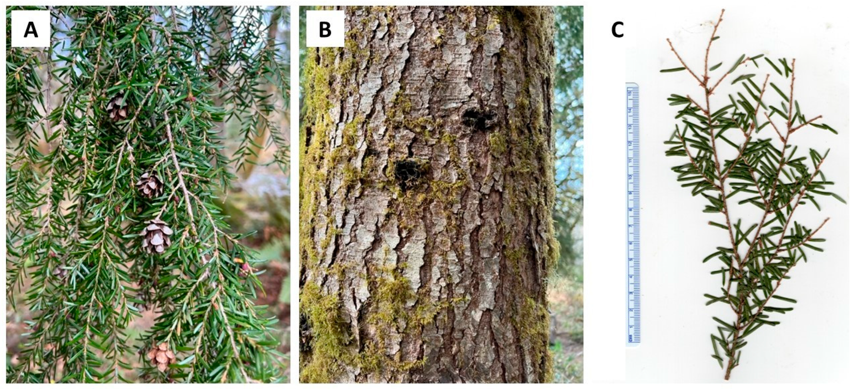 Plants 13 01325 g005